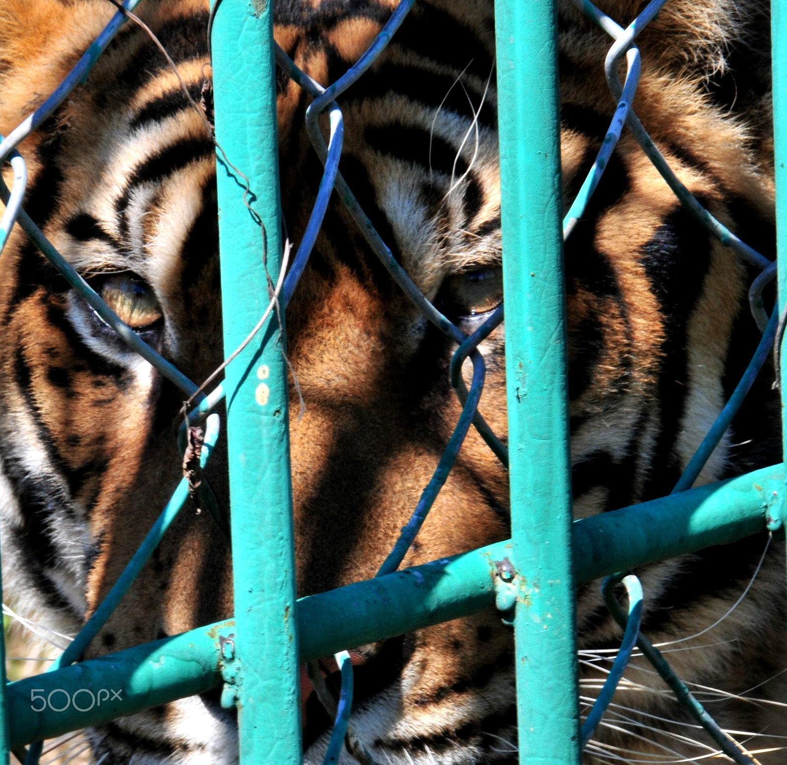 Nikon D300S sample photo. Close up of farmed tiger photography