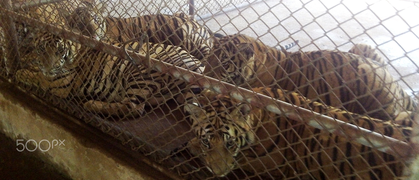 Kodak PLAYSPORT VIDEO CAMERA, ZX5 sample photo. Intensive tiger farming photography