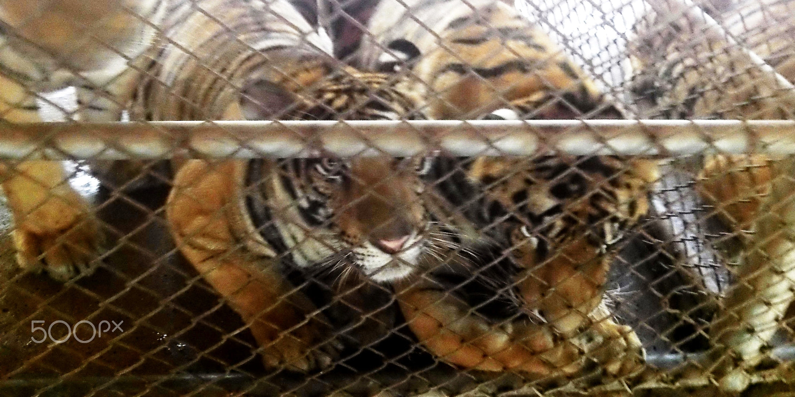 Kodak PLAYSPORT VIDEO CAMERA, ZX5 sample photo. Intensive tiger farming photography
