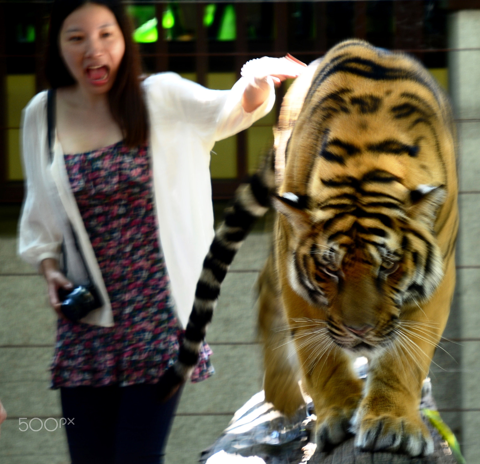 Nikon D600 sample photo. Performing tigers in tourist operations photography