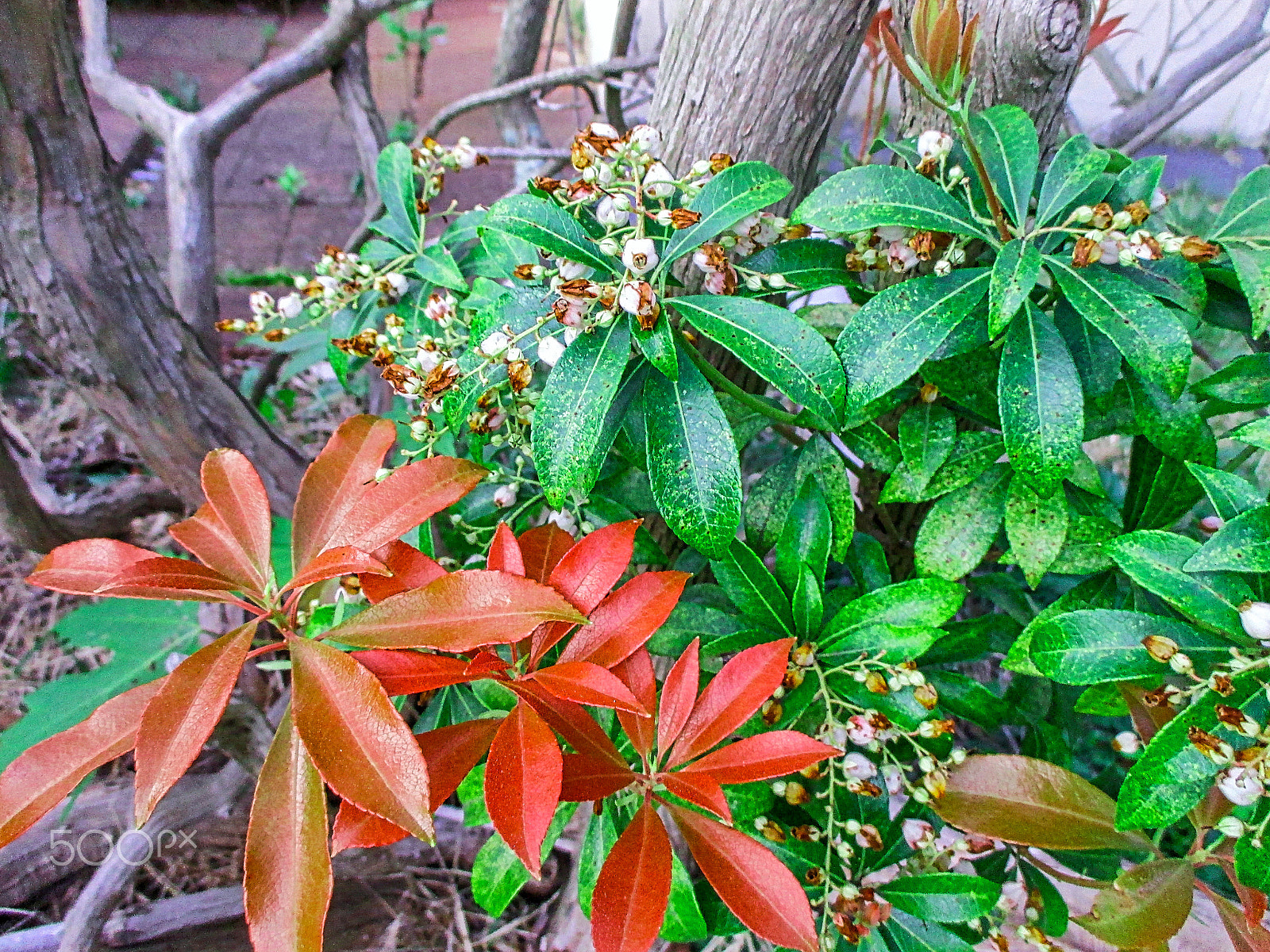 Canon PowerShot ELPH 115 IS (IXUS 132 / IXY 90F) sample photo. The spring's bonus plants to blossom photography