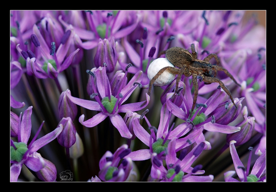 Sigma 150mm F2.8 EX DG Macro HSM sample photo. Rolling... photography