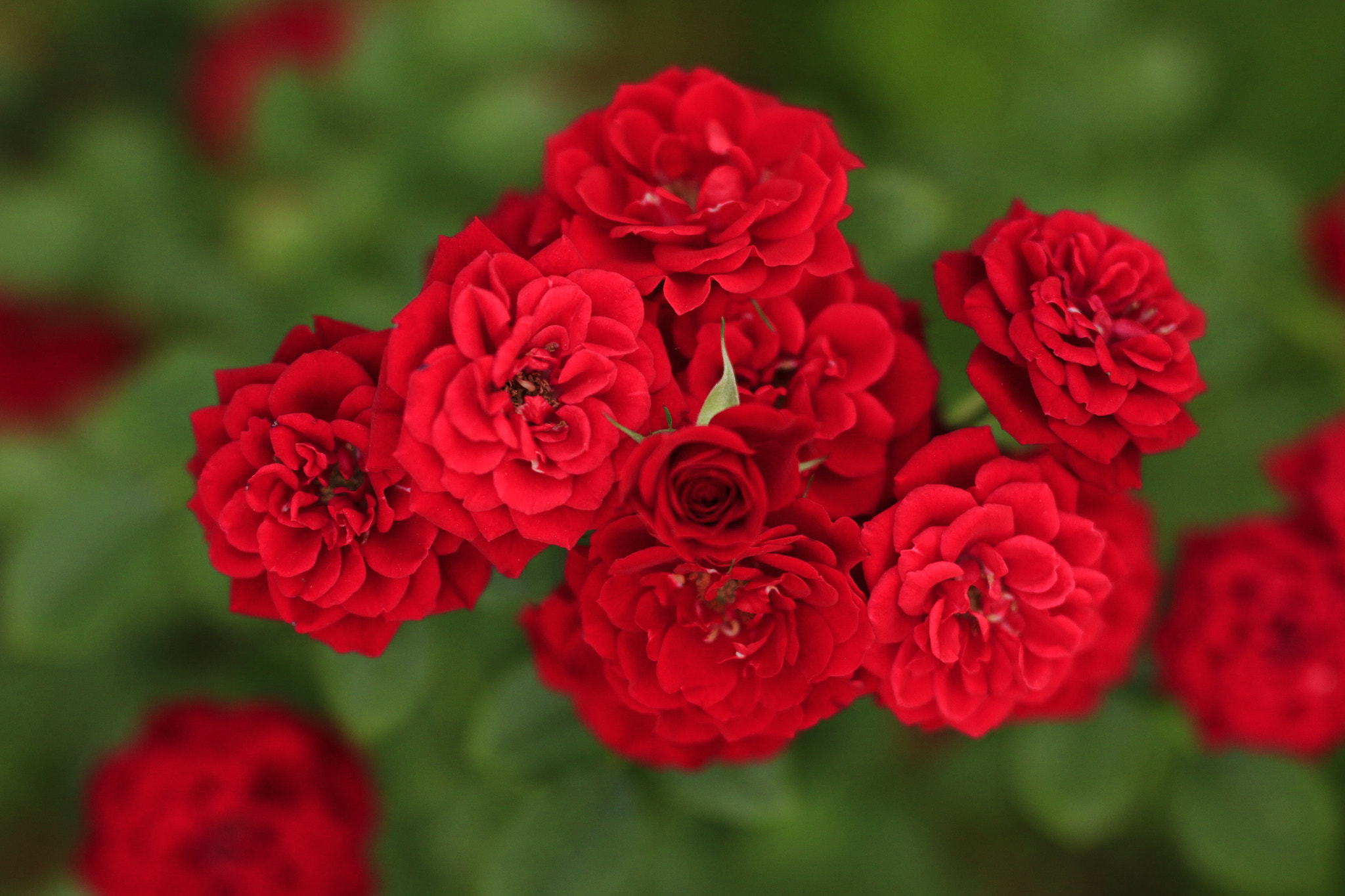 Canon 50mm sample photo. Rose photography