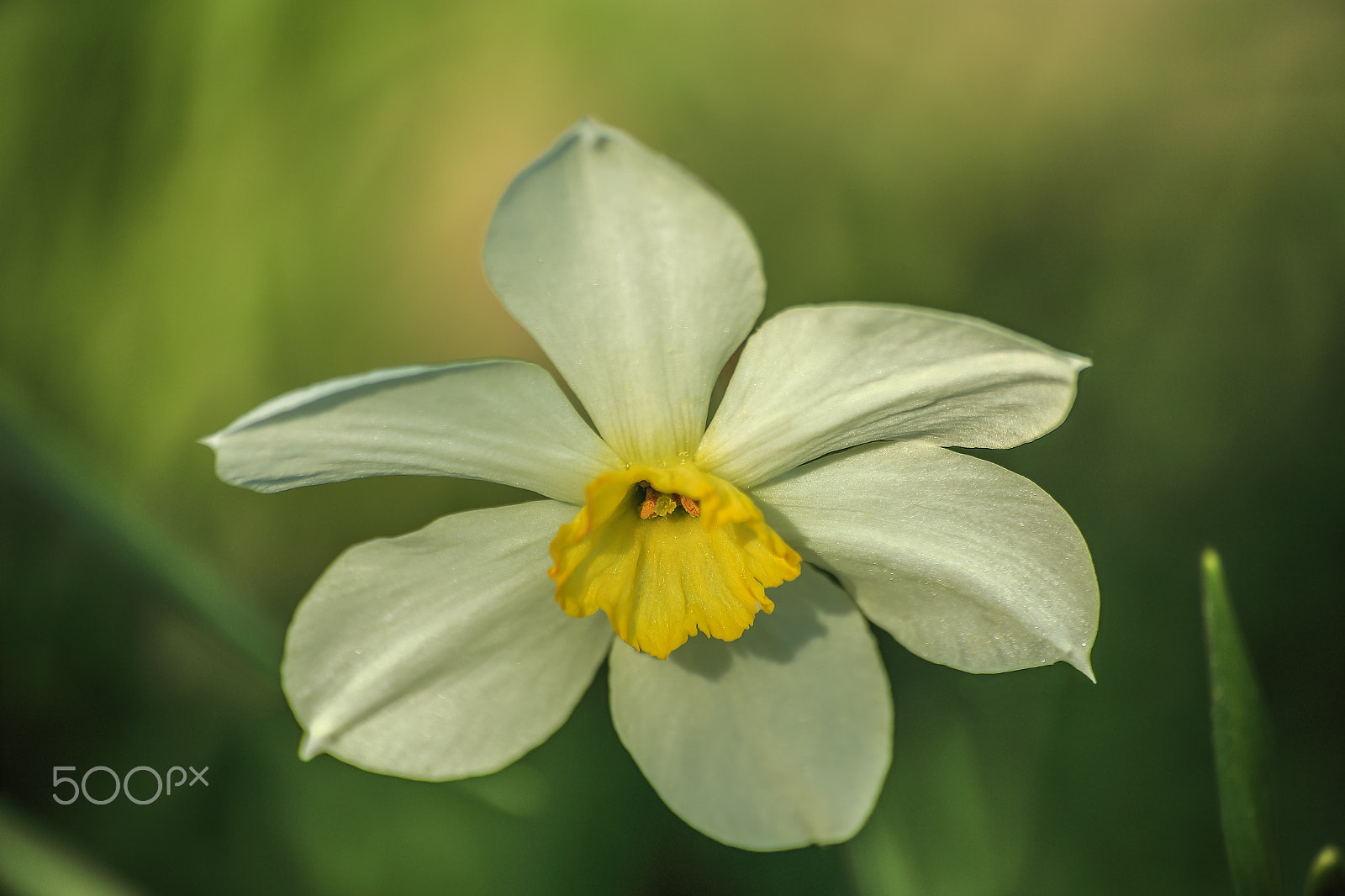 Sigma 70-300mm F4-5.6 APO DG Macro sample photo. The narcissus photography