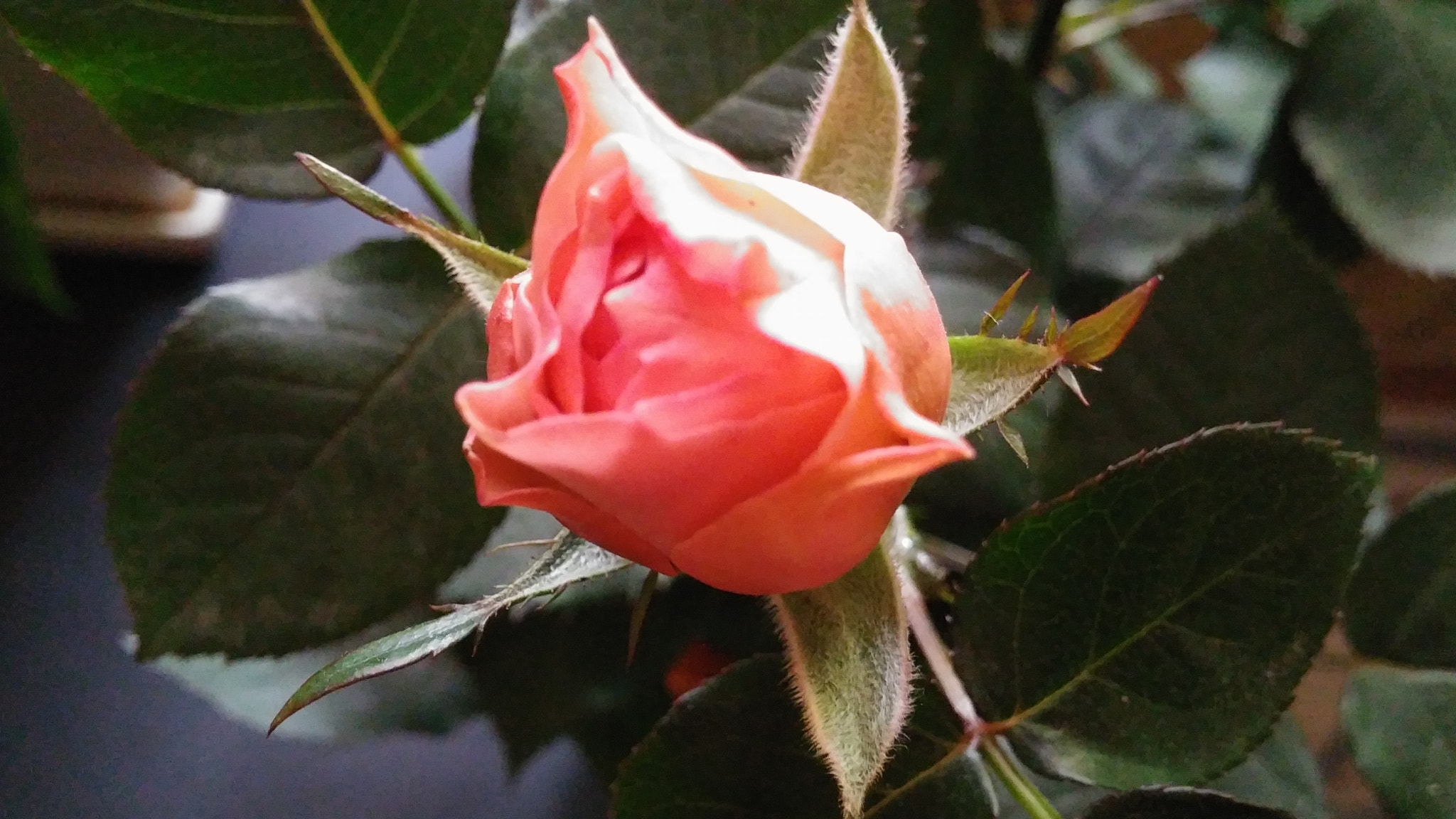 LG G3 CAT.6 sample photo. Pink rose 1  (flower language ; happy love) photography