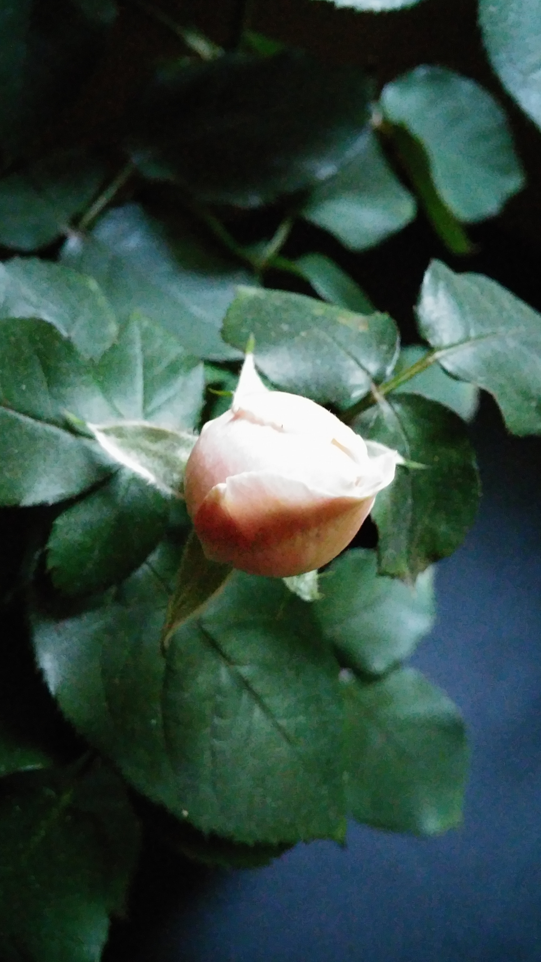 LG G3 CAT.6 sample photo. Pink rose 2  (flower language ; happy love) photography