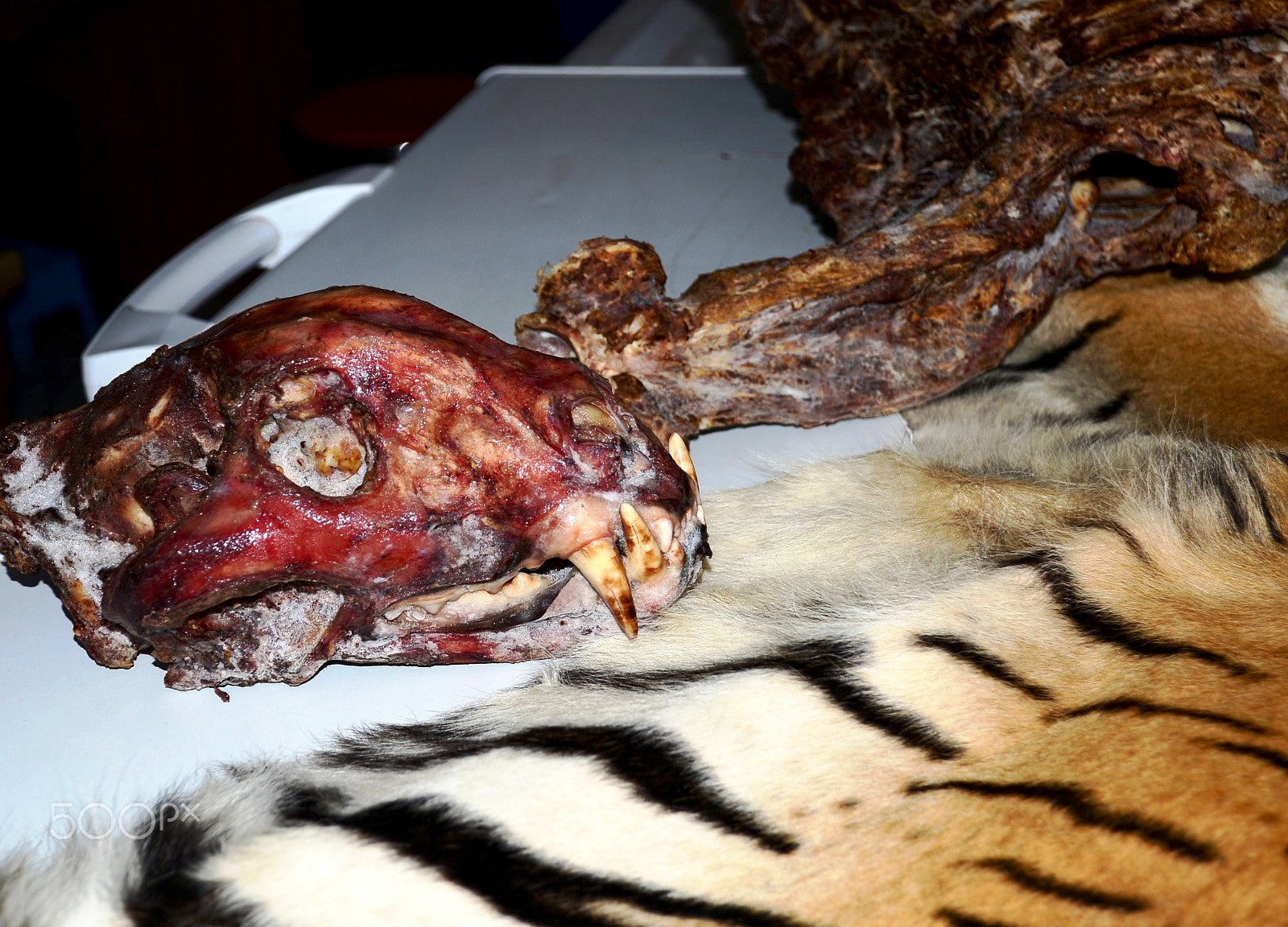 Nikon D600 sample photo. Tiger skin and carcass for sale photography