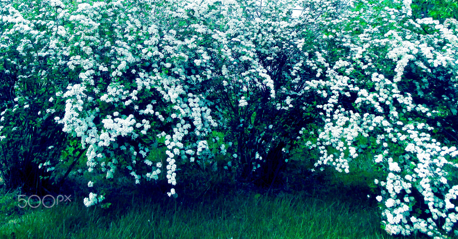 Canon PowerShot ELPH 115 IS (IXUS 132 / IXY 90F) sample photo. The white flowers like a waterfall photography