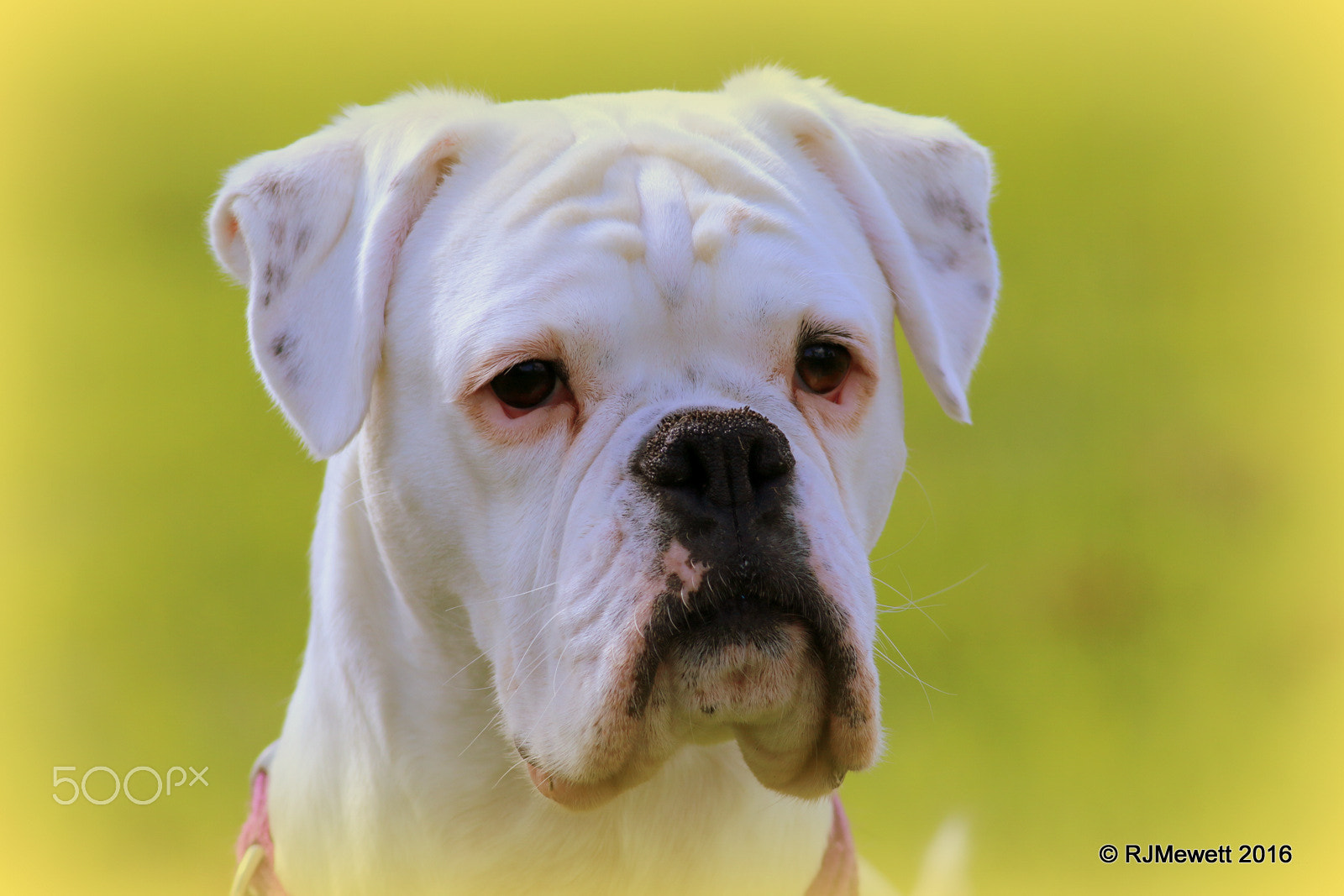 Canon EOS 70D + Canon EF 400mm F5.6L USM sample photo. Harriet...... photography