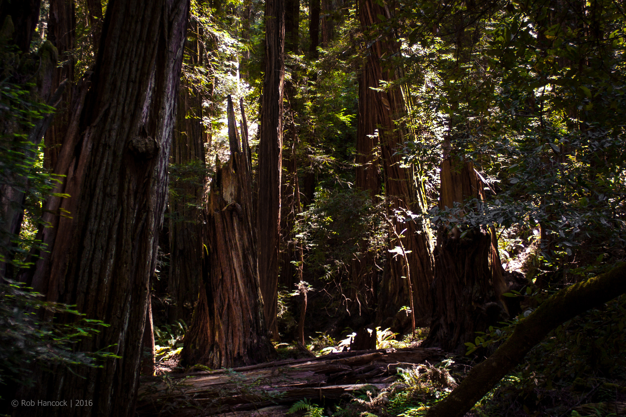 Canon EF 28-90mm f/4-5.6 USM sample photo. Muir woods photography