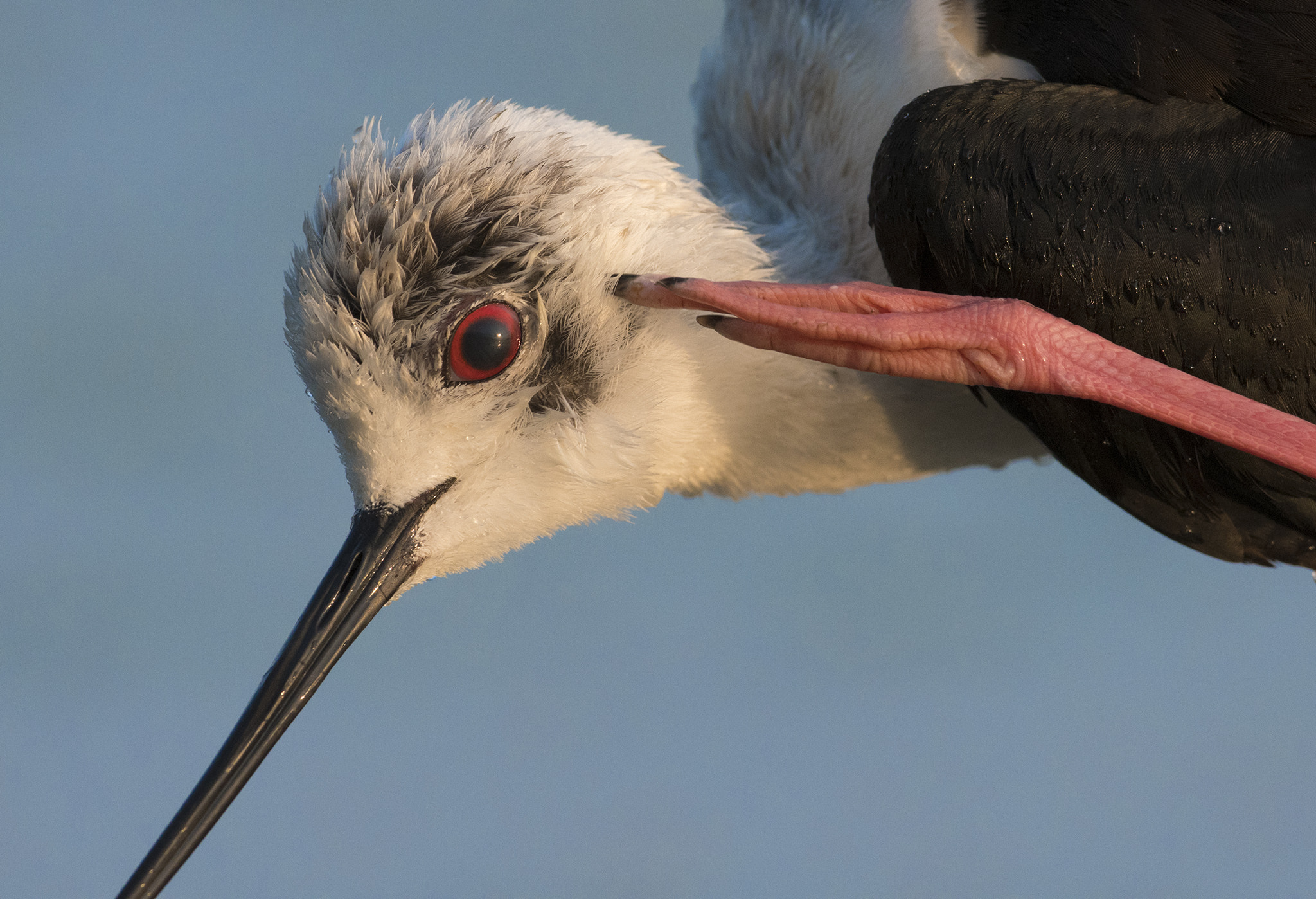 Nikon AF-S Nikkor 300mm F2.8G ED-IF VR sample photo. Yessir! photography