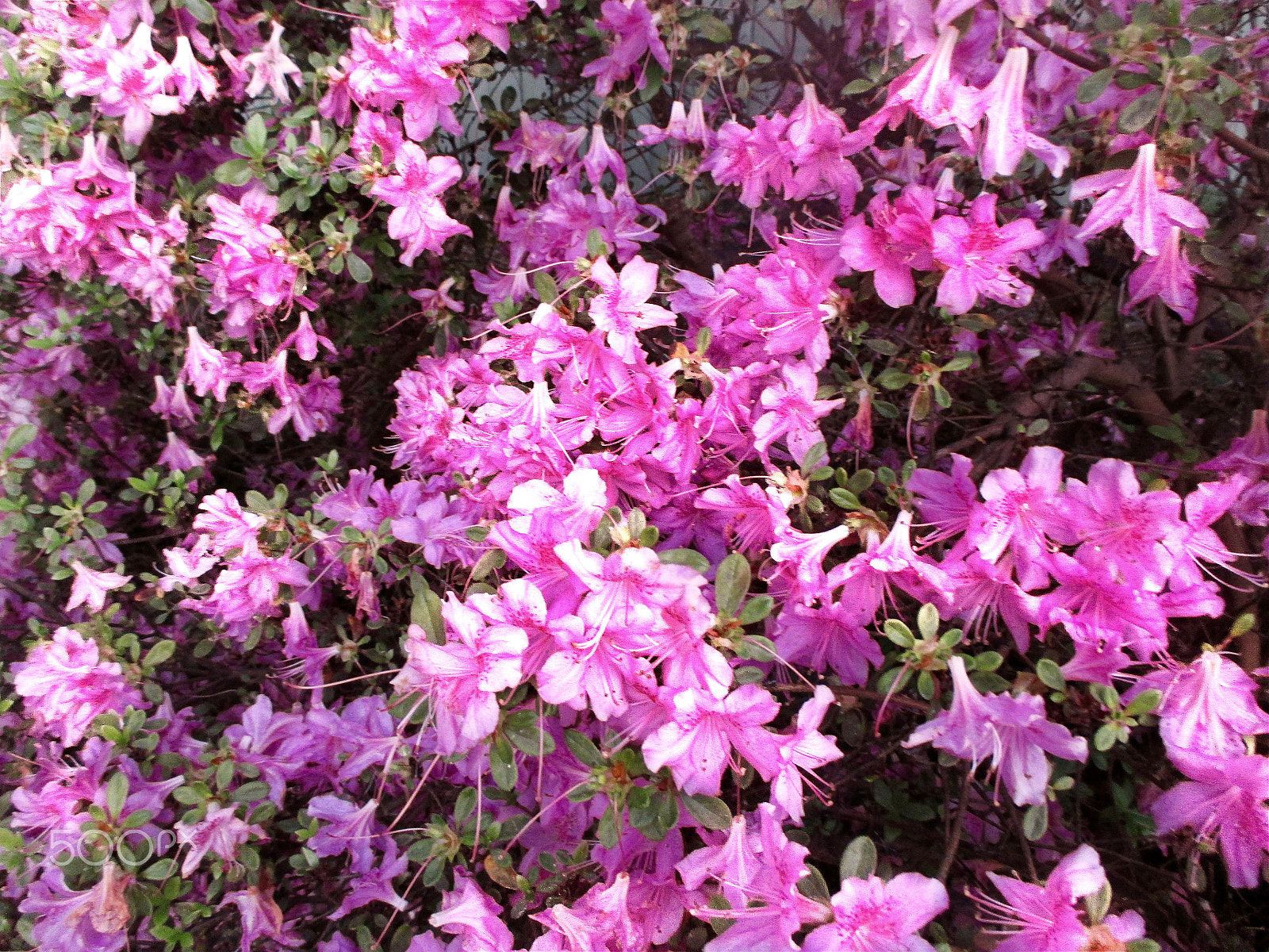 Canon PowerShot ELPH 115 IS (IXUS 132 / IXY 90F) sample photo. Rhododendron flowers photography