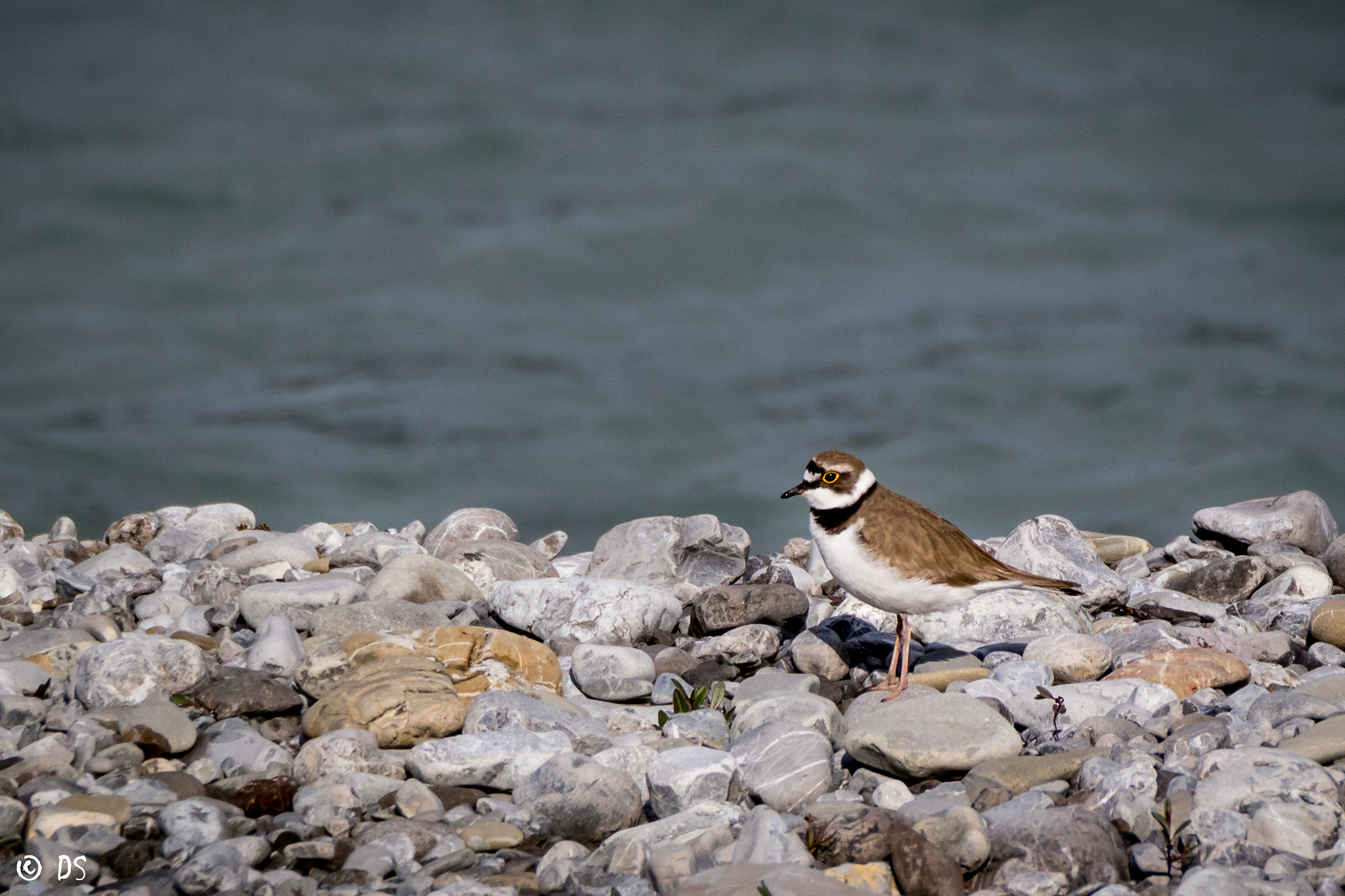 Tamron SP 150-600mm F5-6.3 Di VC USD sample photo. Flussregenpfeifer (charadrius dubius) photography