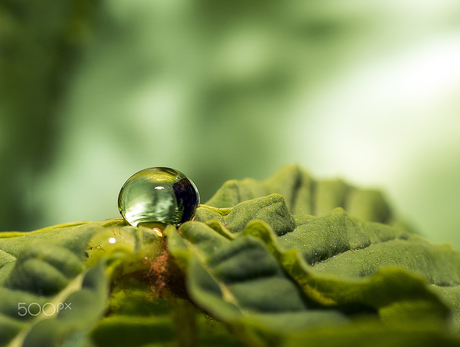 Sony a99 II + Sony DT 30mm F2.8 Macro SAM sample photo. Waterdrop photography