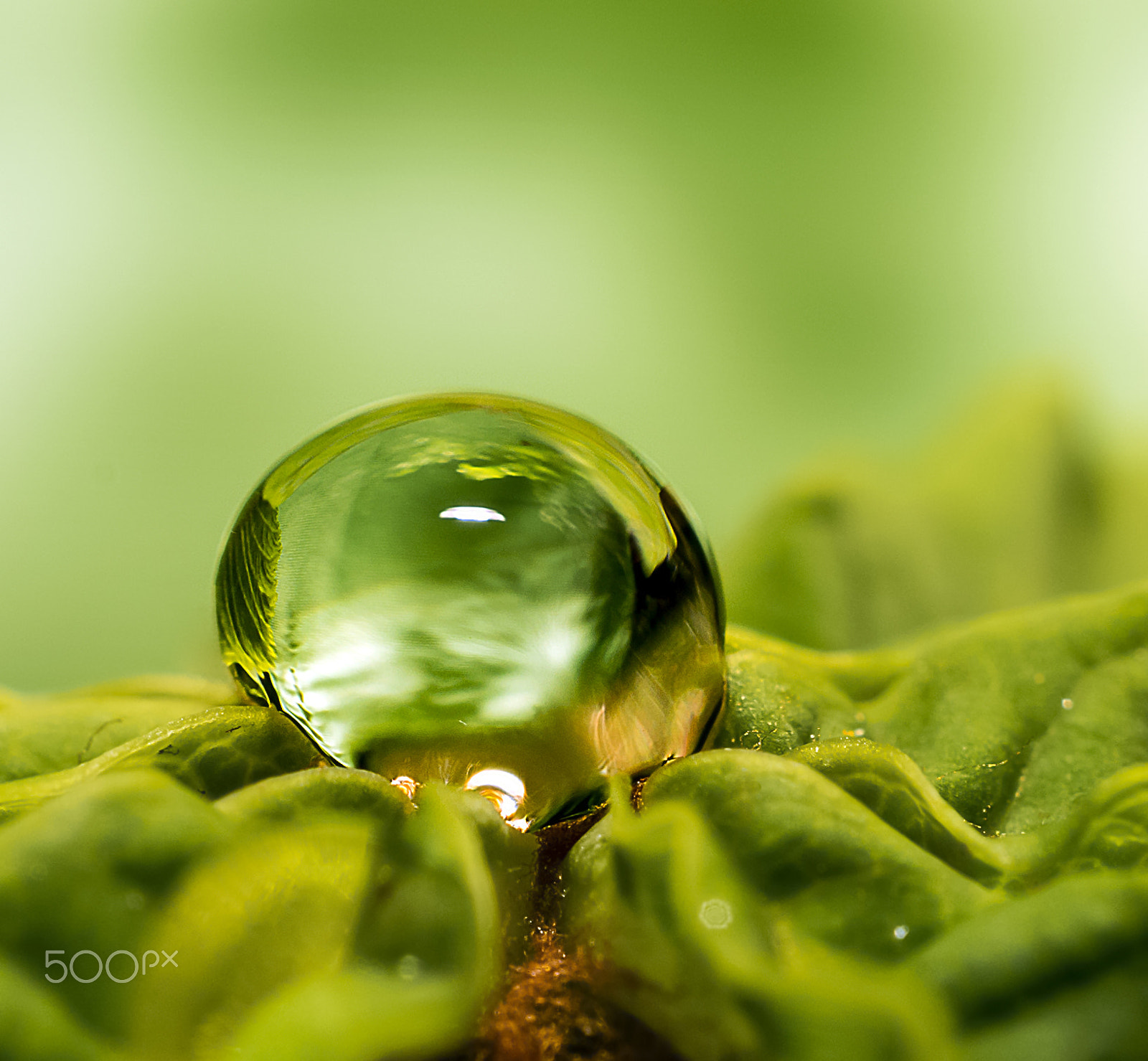 Sony a99 II + Sony DT 30mm F2.8 Macro SAM sample photo. Waterdrop photography