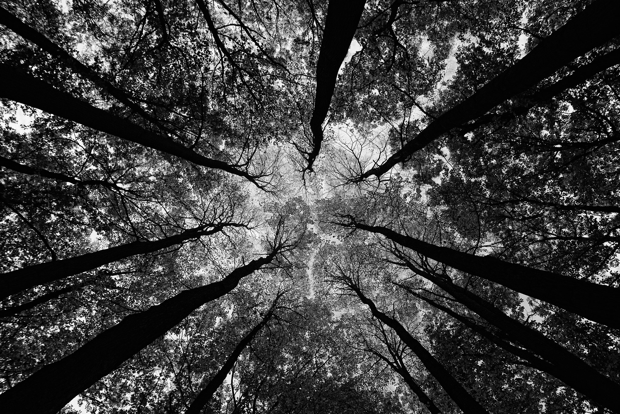 Nikon D600 + Sigma 24-70mm F2.8 EX DG Macro sample photo. Trees photography