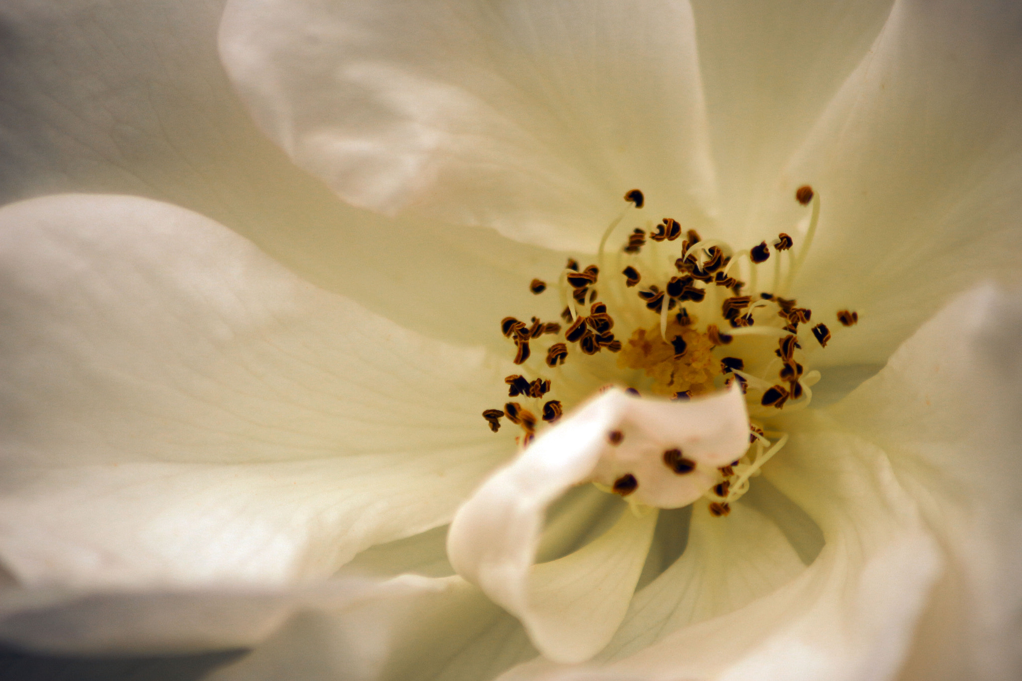 Sigma 70-300mm F4-5.6 APO DG Macro sample photo. Cuor di rosa photography