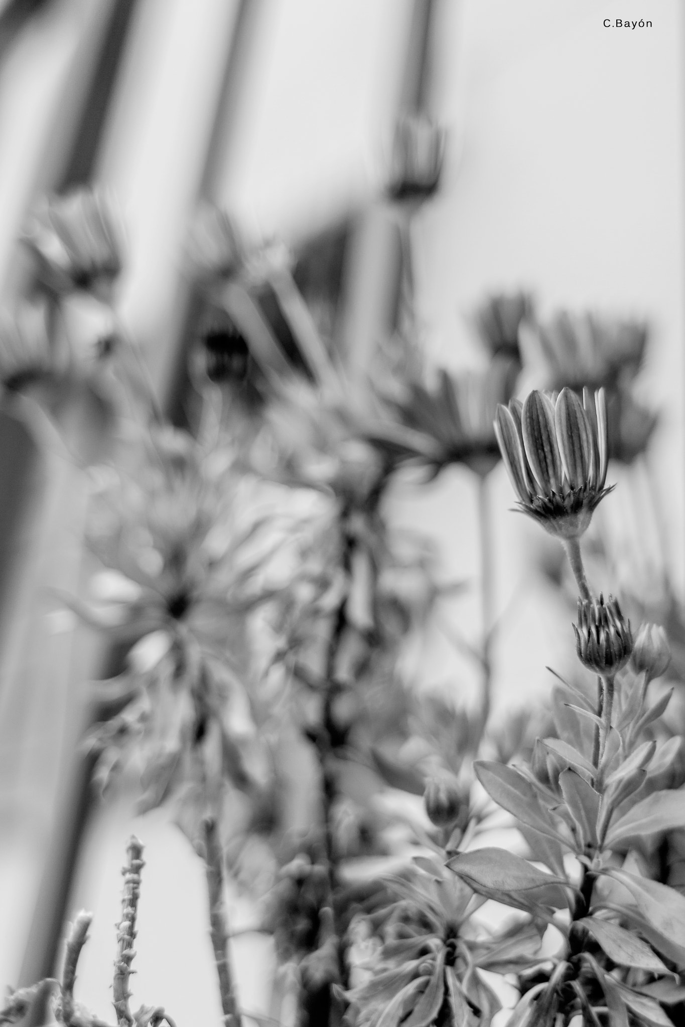 Canon EOS 50D + Canon EF 28mm F1.8 USM sample photo. Interestingly focused photography
