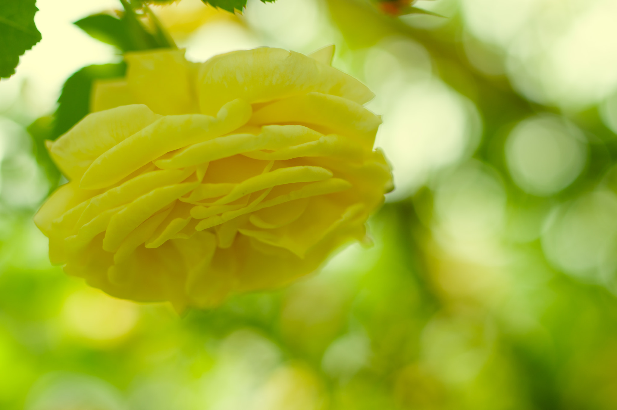 Pentax K-3 + Pentax smc DA* 55mm F1.4 SDM sample photo. ** photography