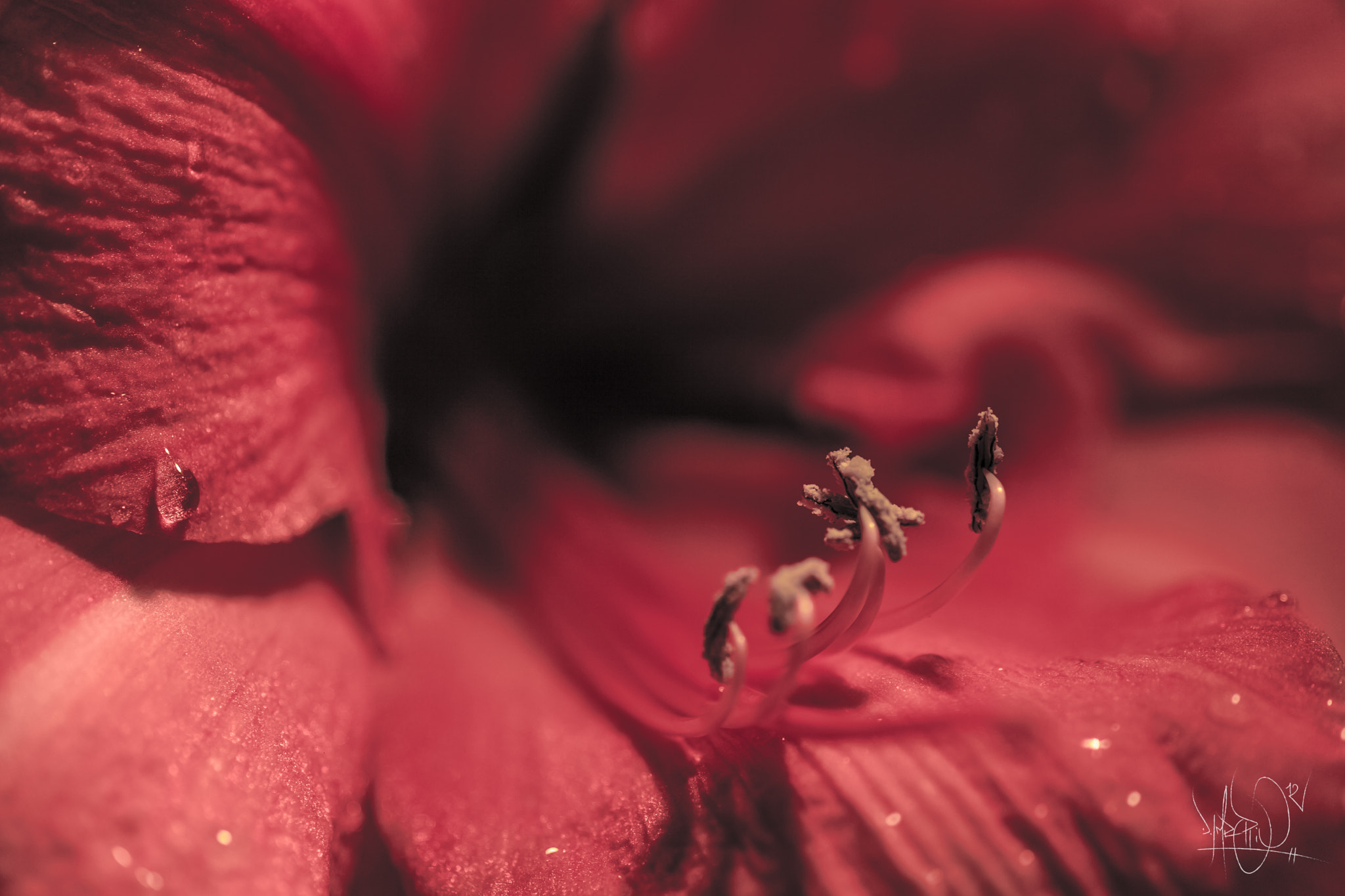 Sigma 105mm F2.8 EX DG Macro sample photo. Amaryllis! photography