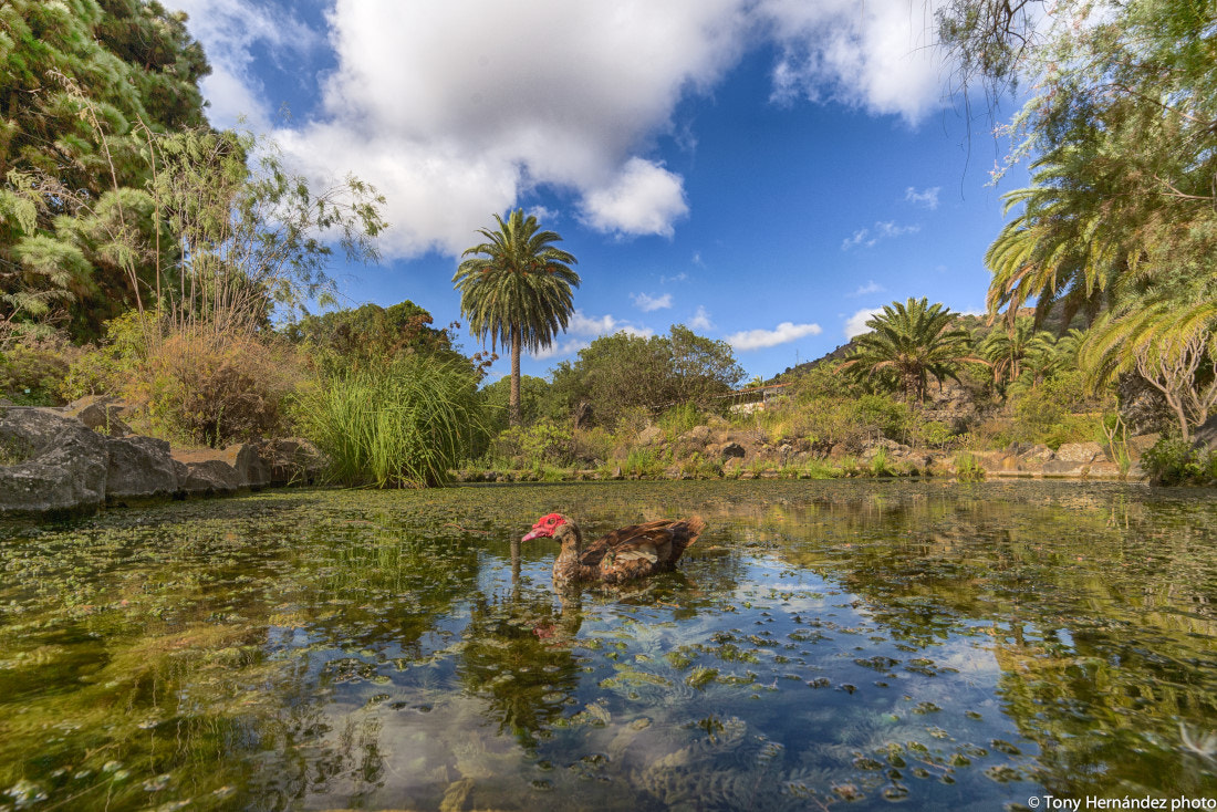 Nikon Df sample photo. Canary garden photography