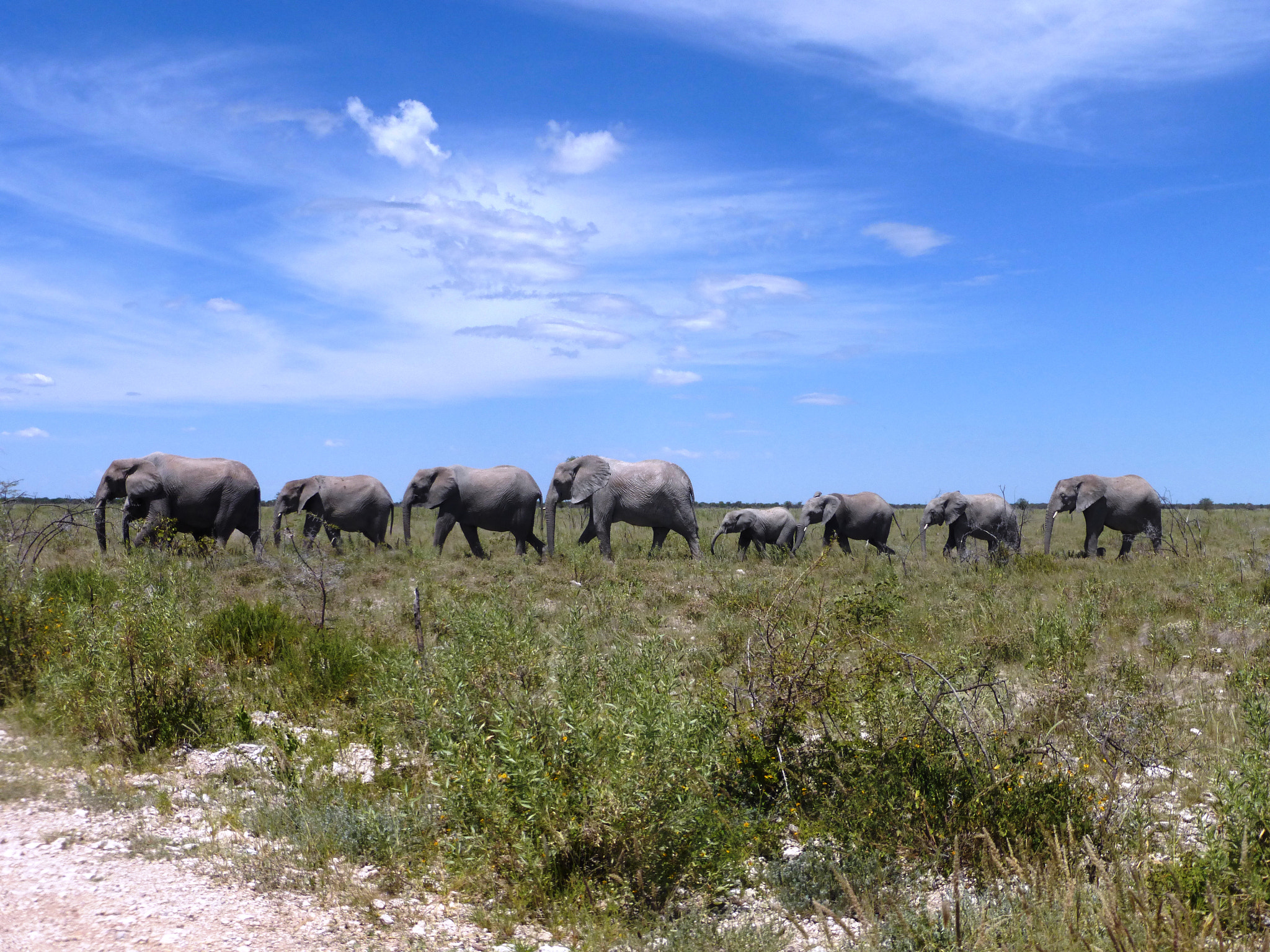 Panasonic DMC-TZ36 sample photo. Elephants in etosha photography