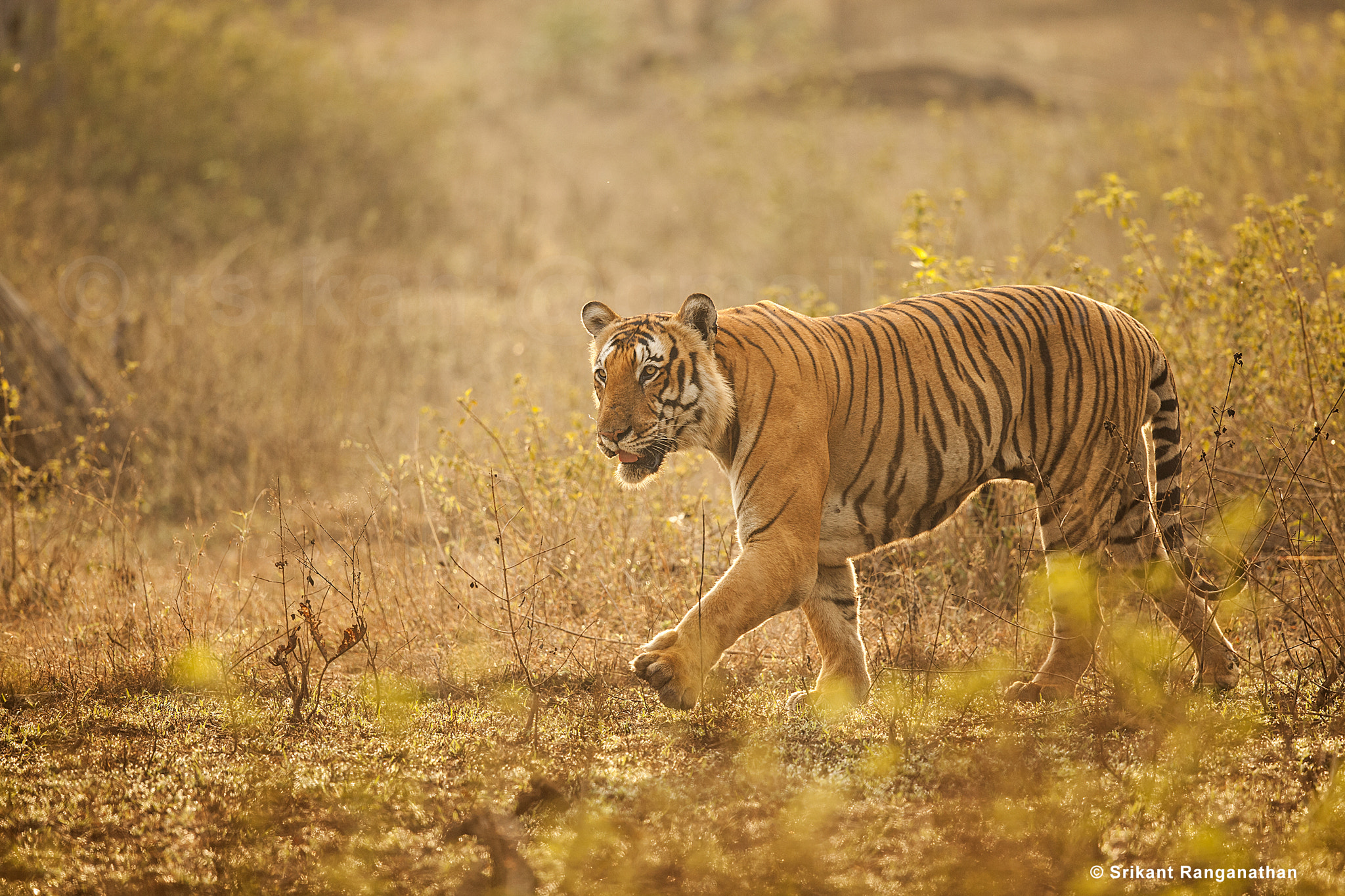 Canon EF 500mm F4L IS II USM sample photo. An encounter with the king photography