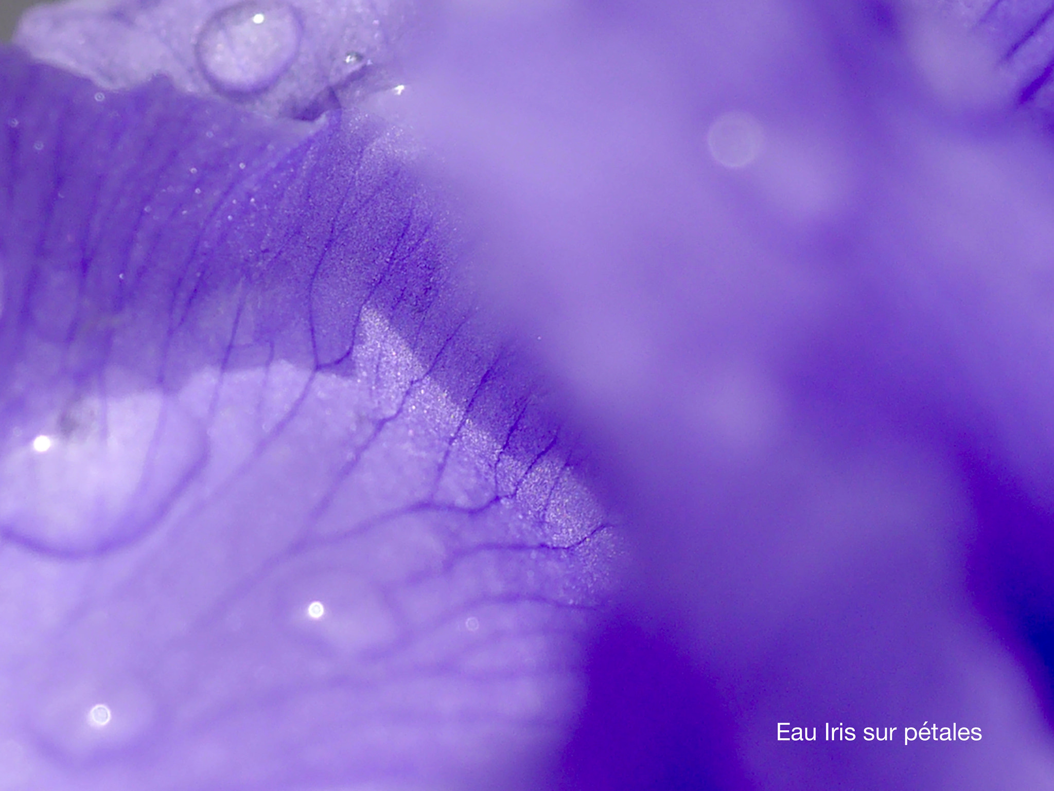 Panasonic Lumix G Macro 30mm F2.8 ASPH Mega OIS sample photo. Eau iris sur pétales photography