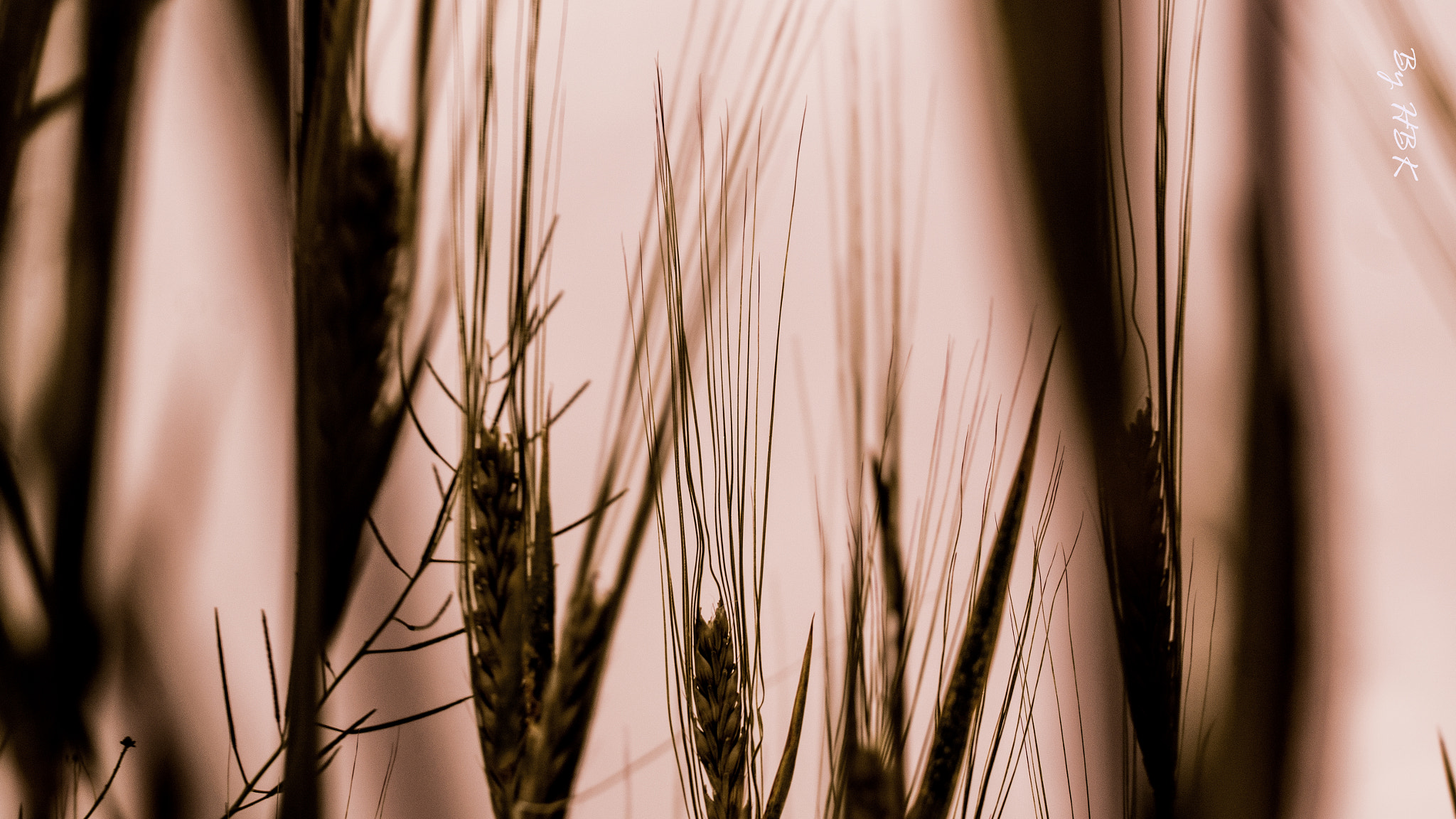 Samsung NX300 + Samsung NX 50-200mm F4-5.6 ED OIS sample photo. Wheat photography