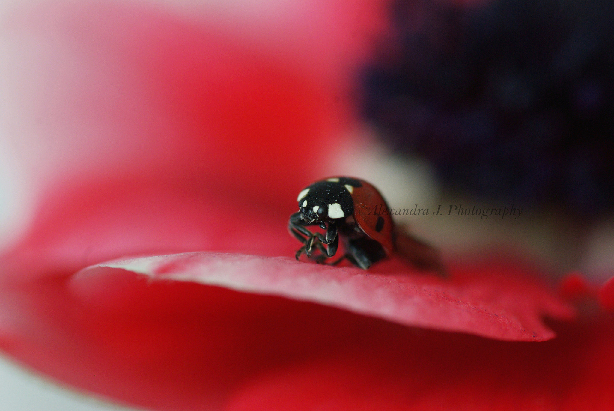 Pentax K10D sample photo. Red lady photography