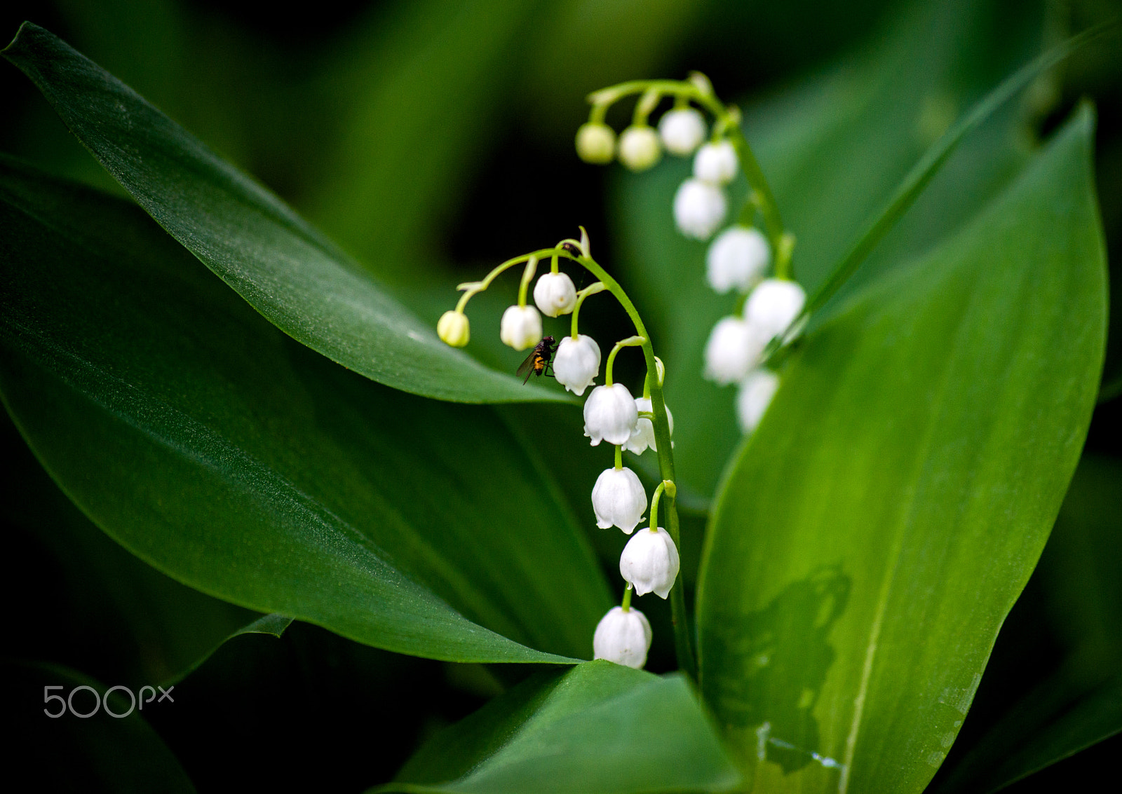 Sony 75-300mm F4.5-5.6 sample photo. Snowdrop with visitor photography