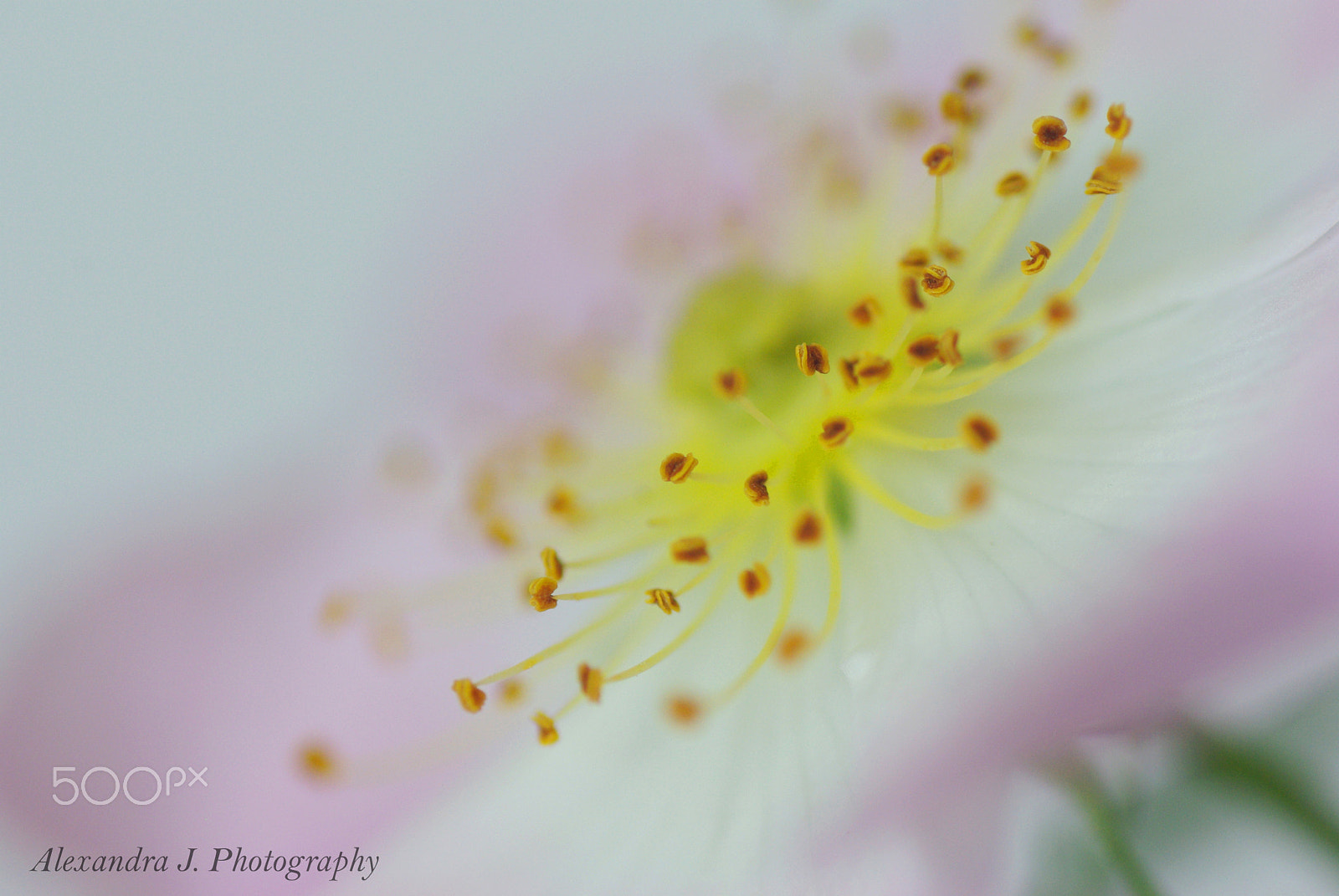 Pentax K10D sample photo. Rosa canina (dog rose) photography