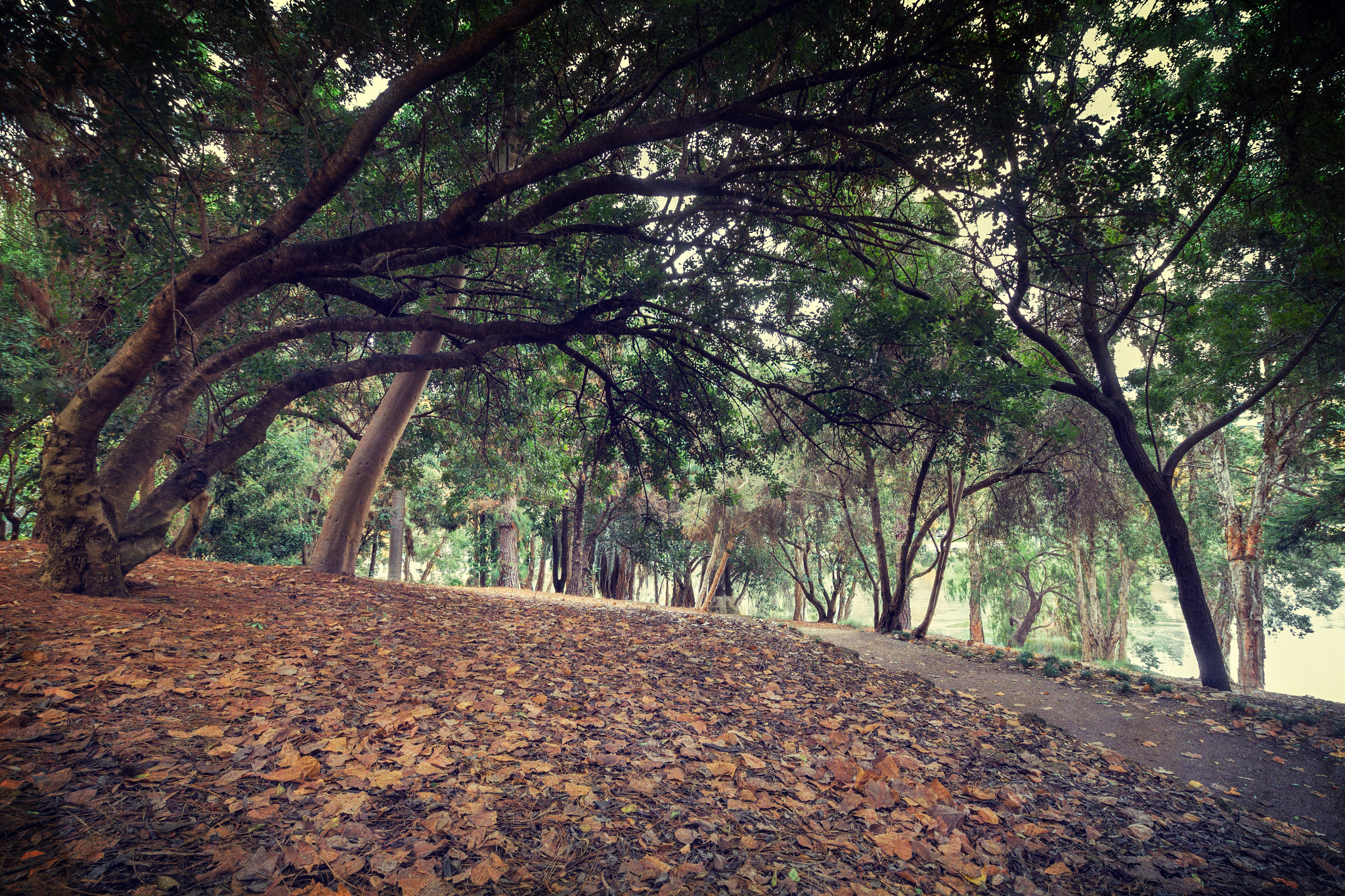 Sigma 10-20mm F3.5 EX DC HSM sample photo. Under the tree canopy photography