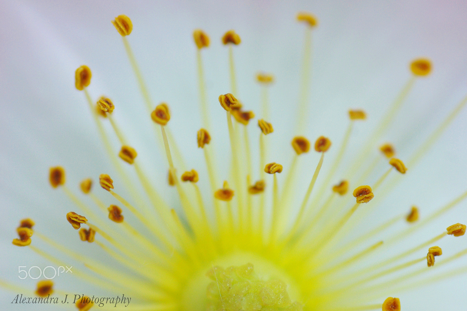 Pentax K10D sample photo. Wilde rose (rosa canina, dog rose) photography