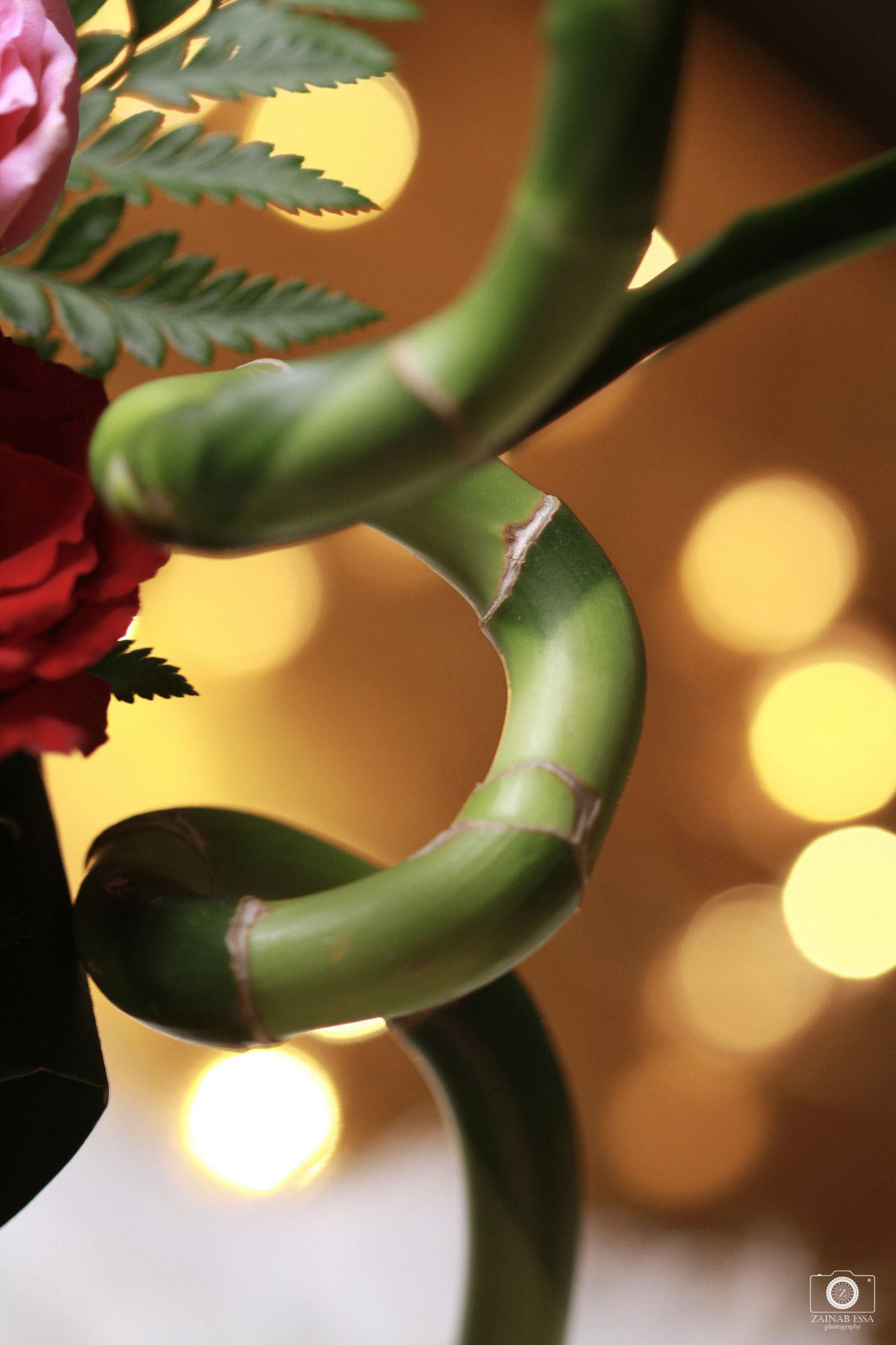 Canon EOS 7D + Canon EF 100mm F2.8 Macro USM sample photo. Bambo photography