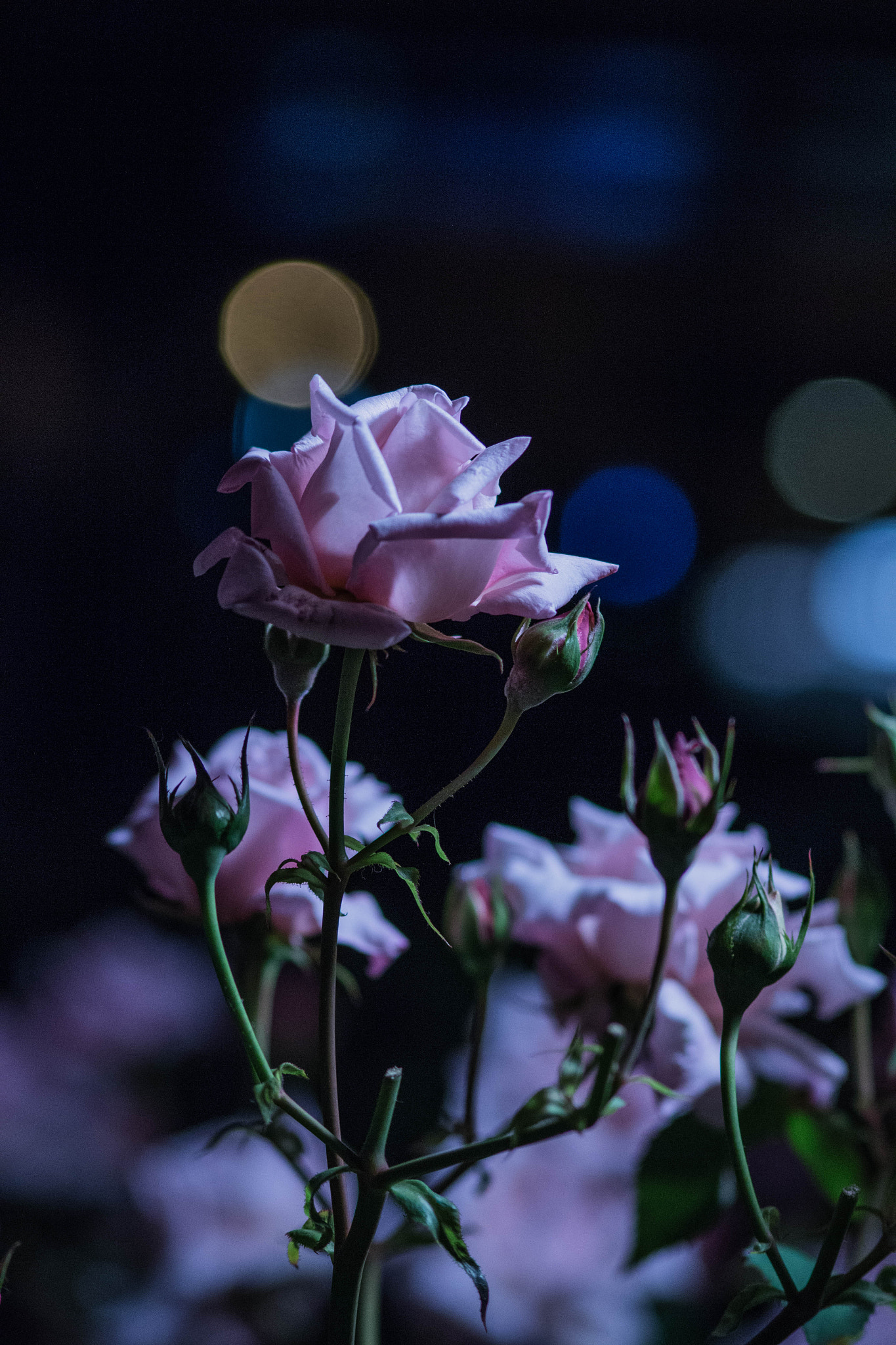 Canon EOS 100D (EOS Rebel SL1 / EOS Kiss X7) sample photo. Rose photography