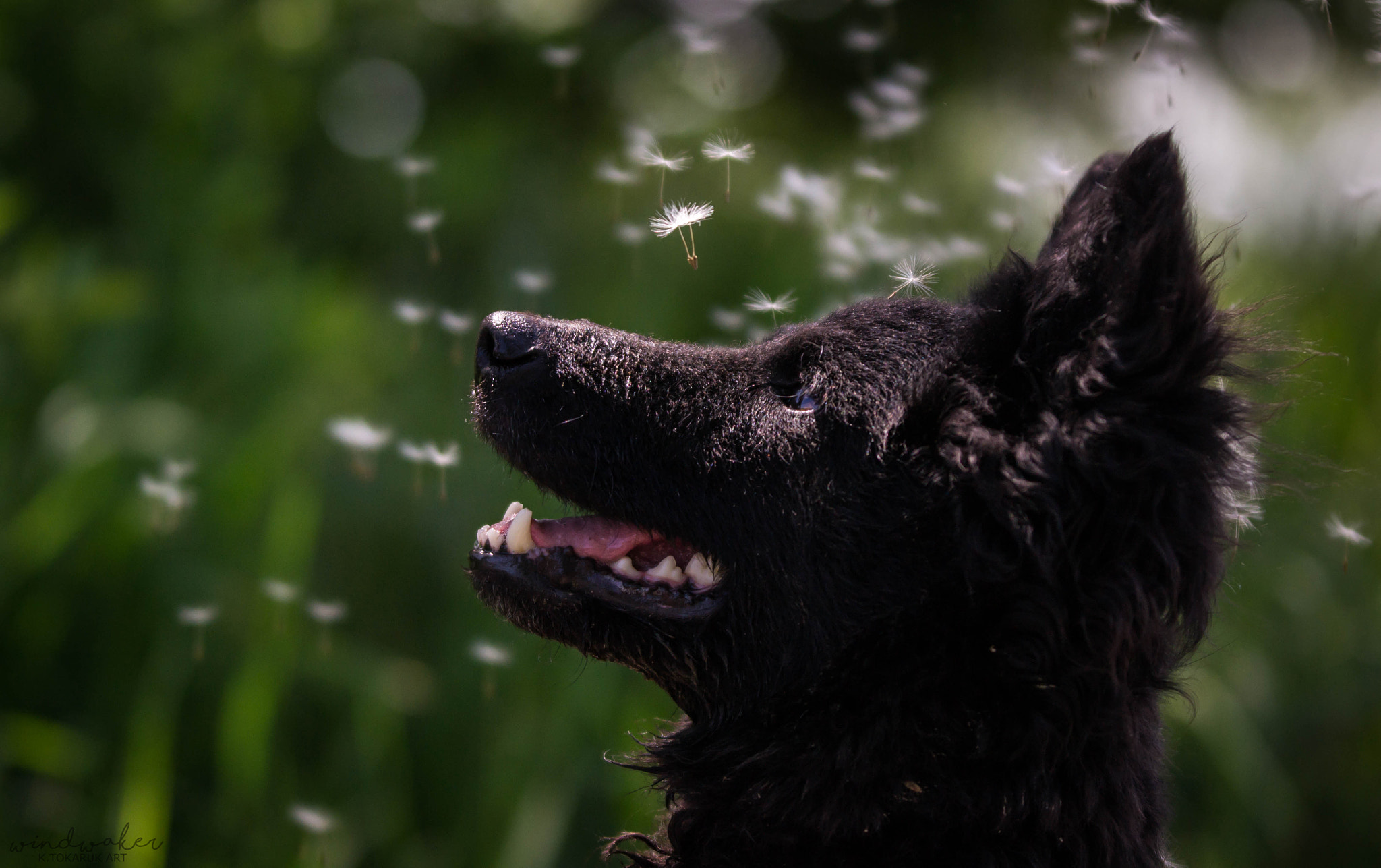 Nikon D3100 sample photo. Dreamer photography