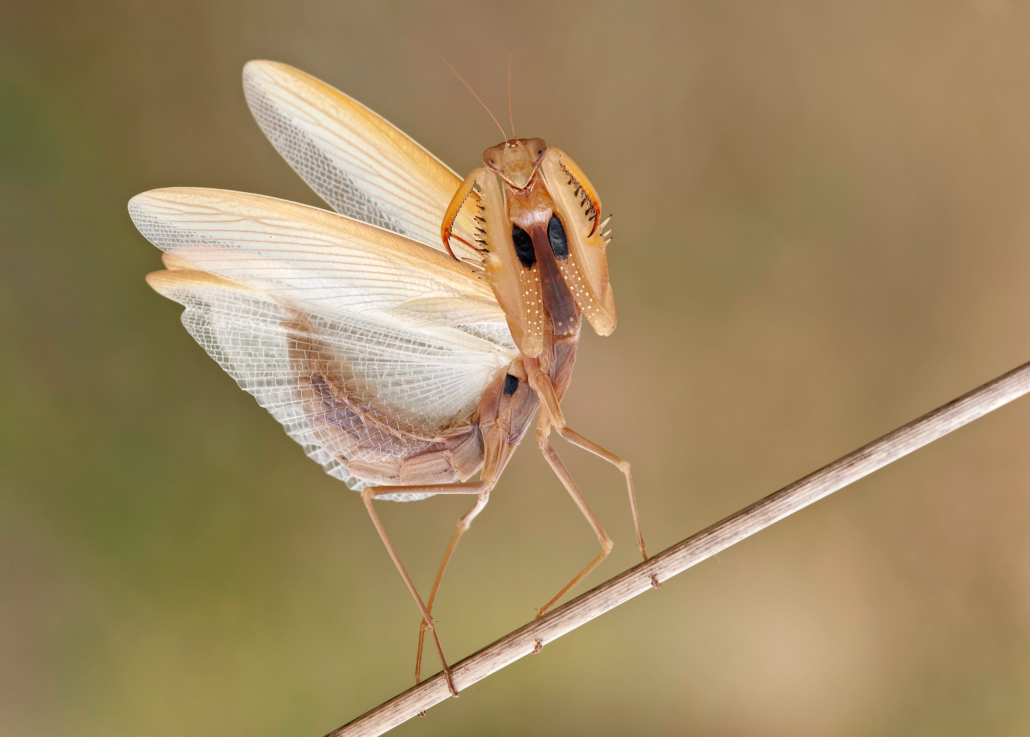 Nikon D700 + Nikon AF Micro-Nikkor 200mm F4D ED-IF sample photo. Achtung baby !!! photography