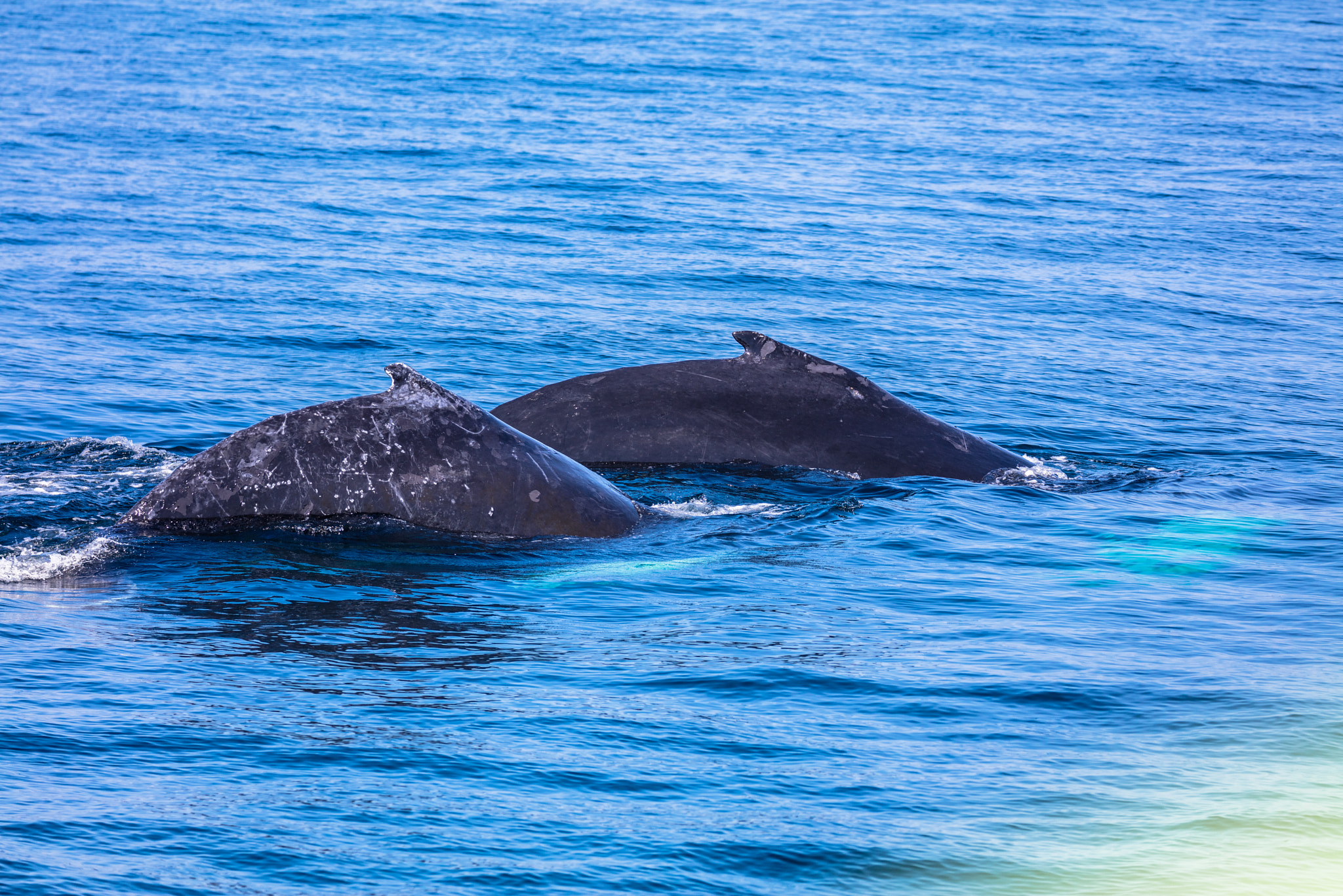Canon EOS 5DS R + Canon EF 100-400mm F4.5-5.6L IS II USM sample photo. Whales, cape cod photography