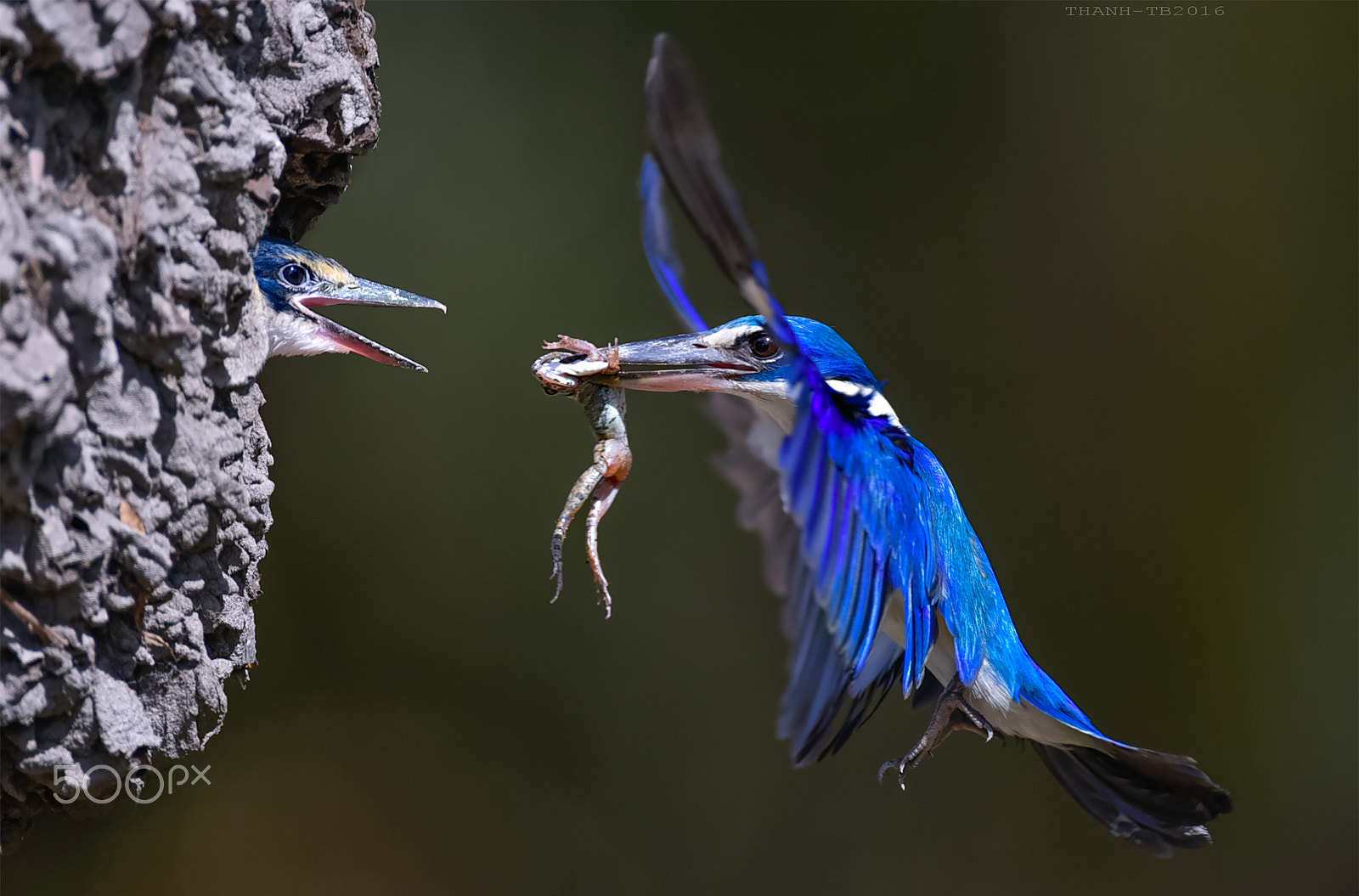 Nikon D750 + Nikon AF-S Nikkor 600mm F4D ED-IF II sample photo