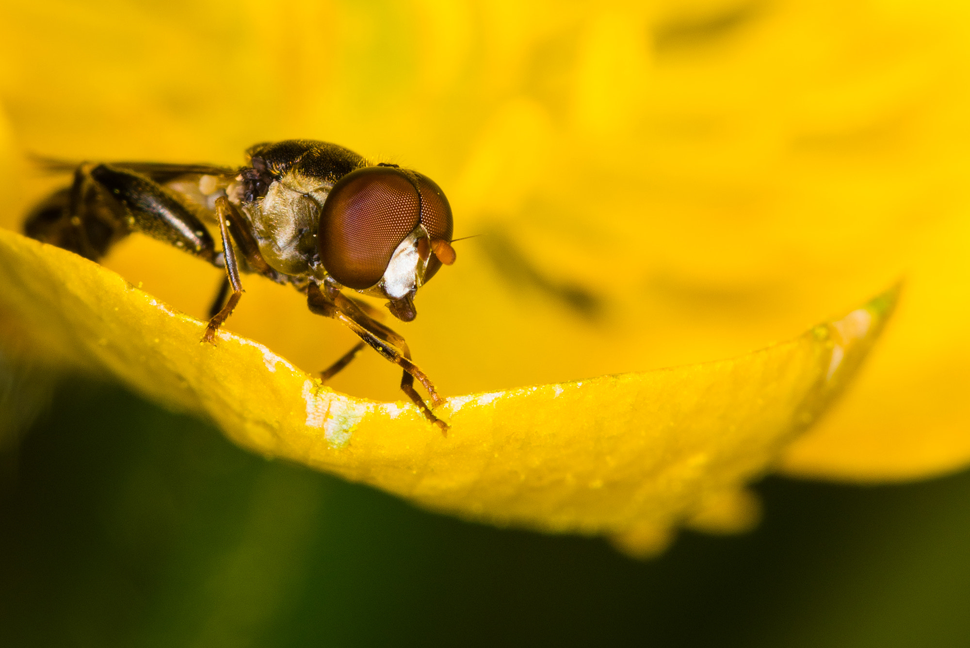 Nikon D810 + Nikon AF Micro-Nikkor 200mm F4D ED-IF sample photo. Looking forward... photography