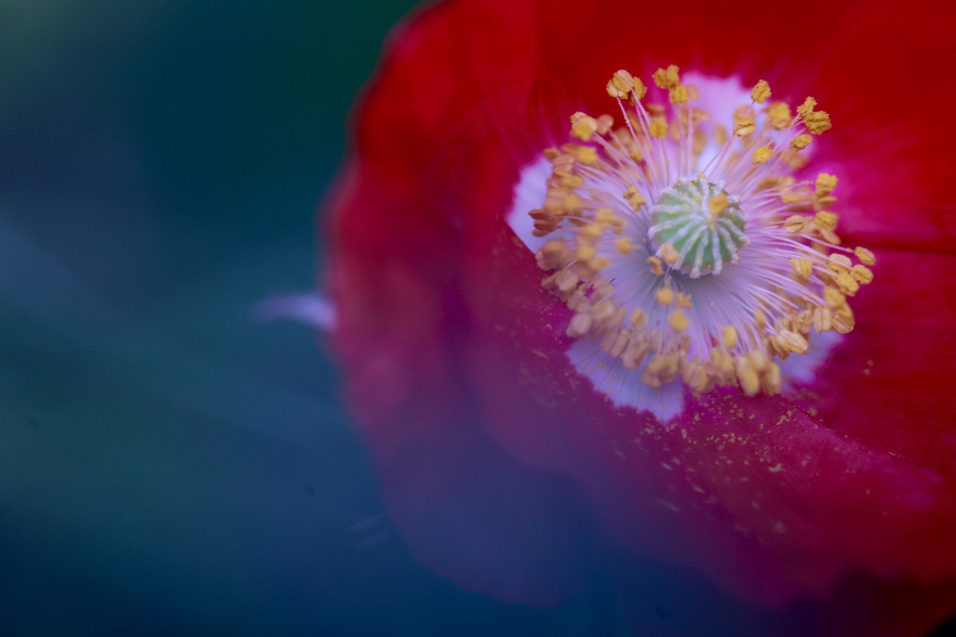 Canon EF 180mm F3.5L Macro USM sample photo. Poppy photography