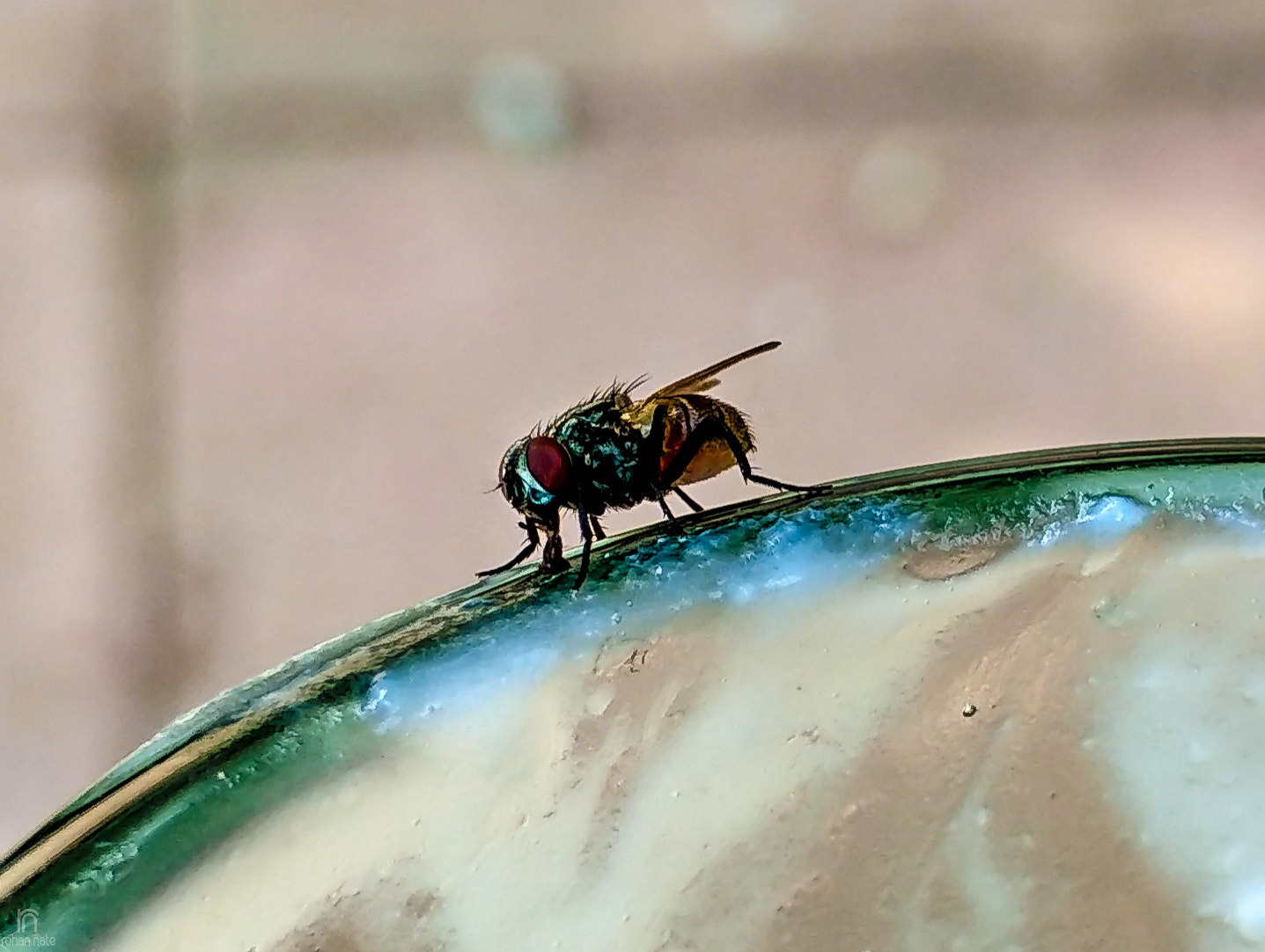 Xiaomi Mi 4i sample photo. Fly_closeup photography