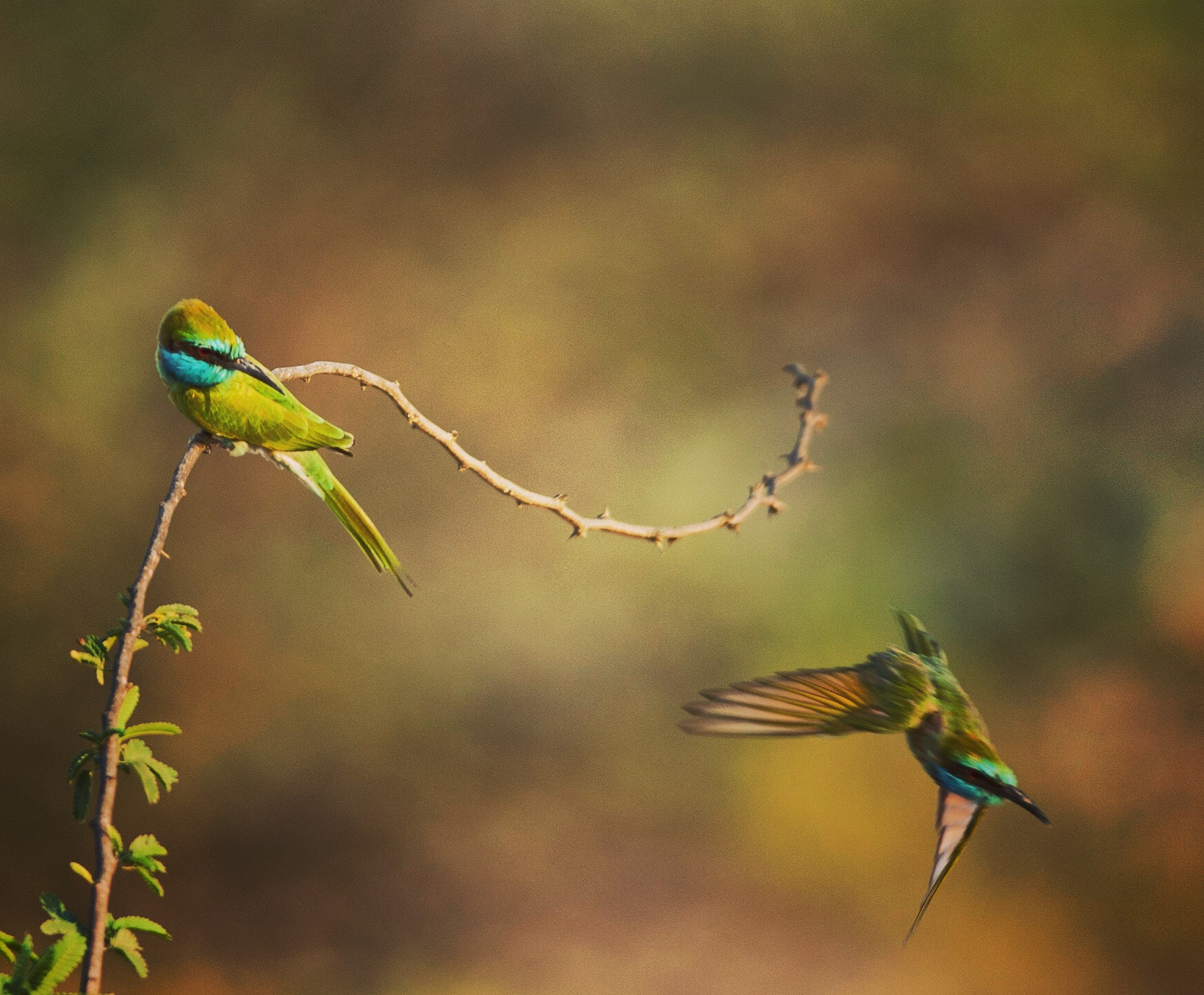 Nikon D700 + Nikon AF-S Nikkor 300mm F4D ED-IF sample photo. Little green bee eater photography