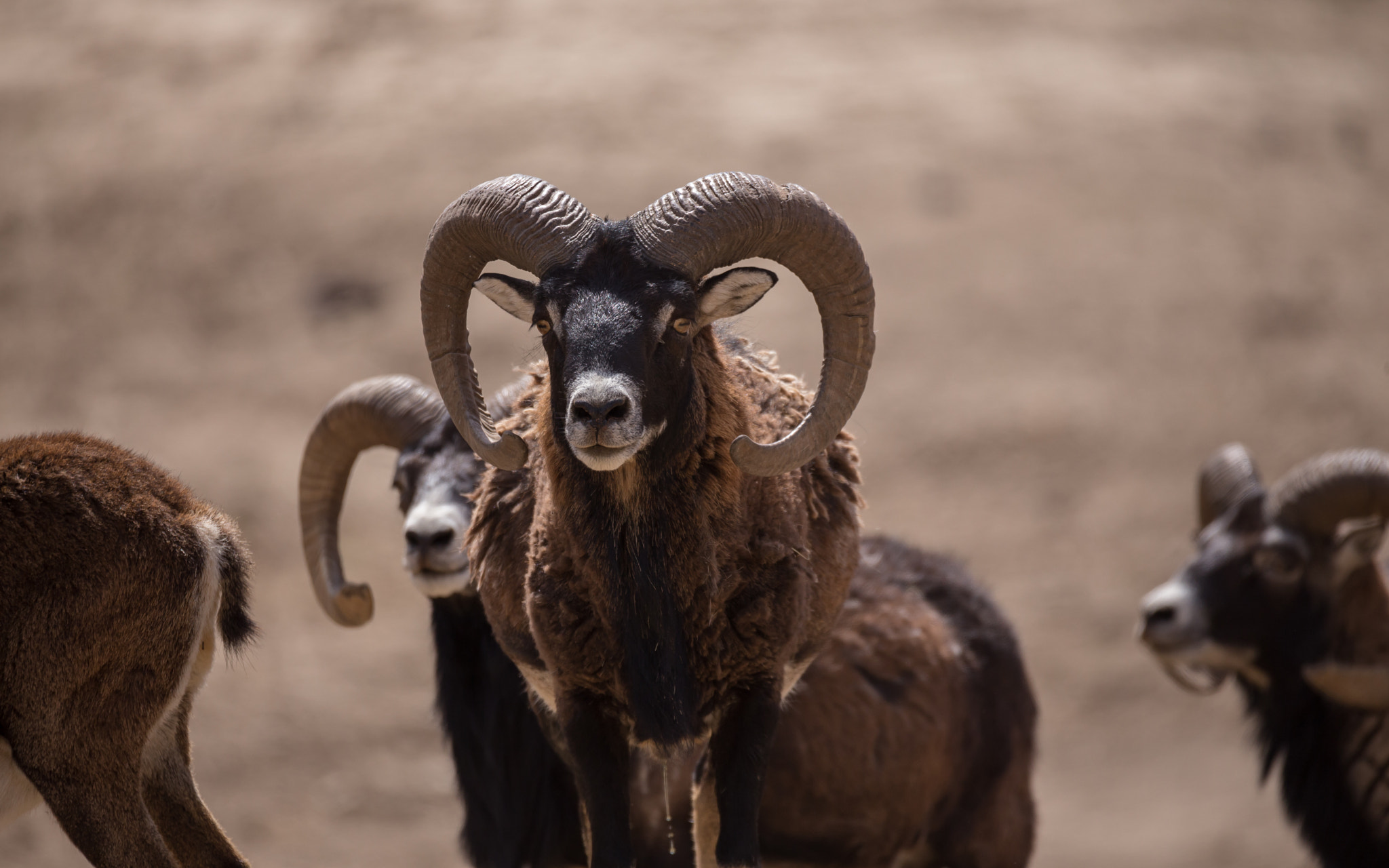 Sigma 150-600mm F5-6.3 DG OS HSM | C sample photo. Fiirst of the pack photography