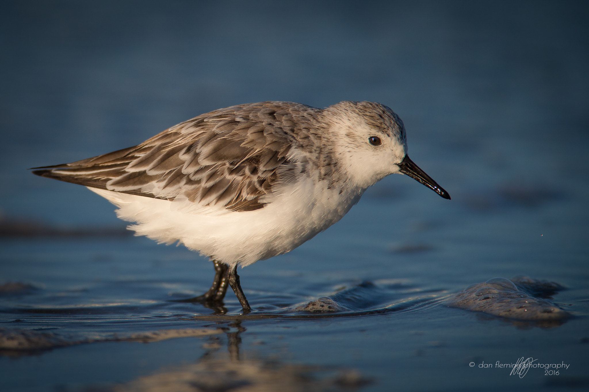 Canon EOS-1D X + Canon EF 600mm F4L IS USM sample photo. Knee deep photography