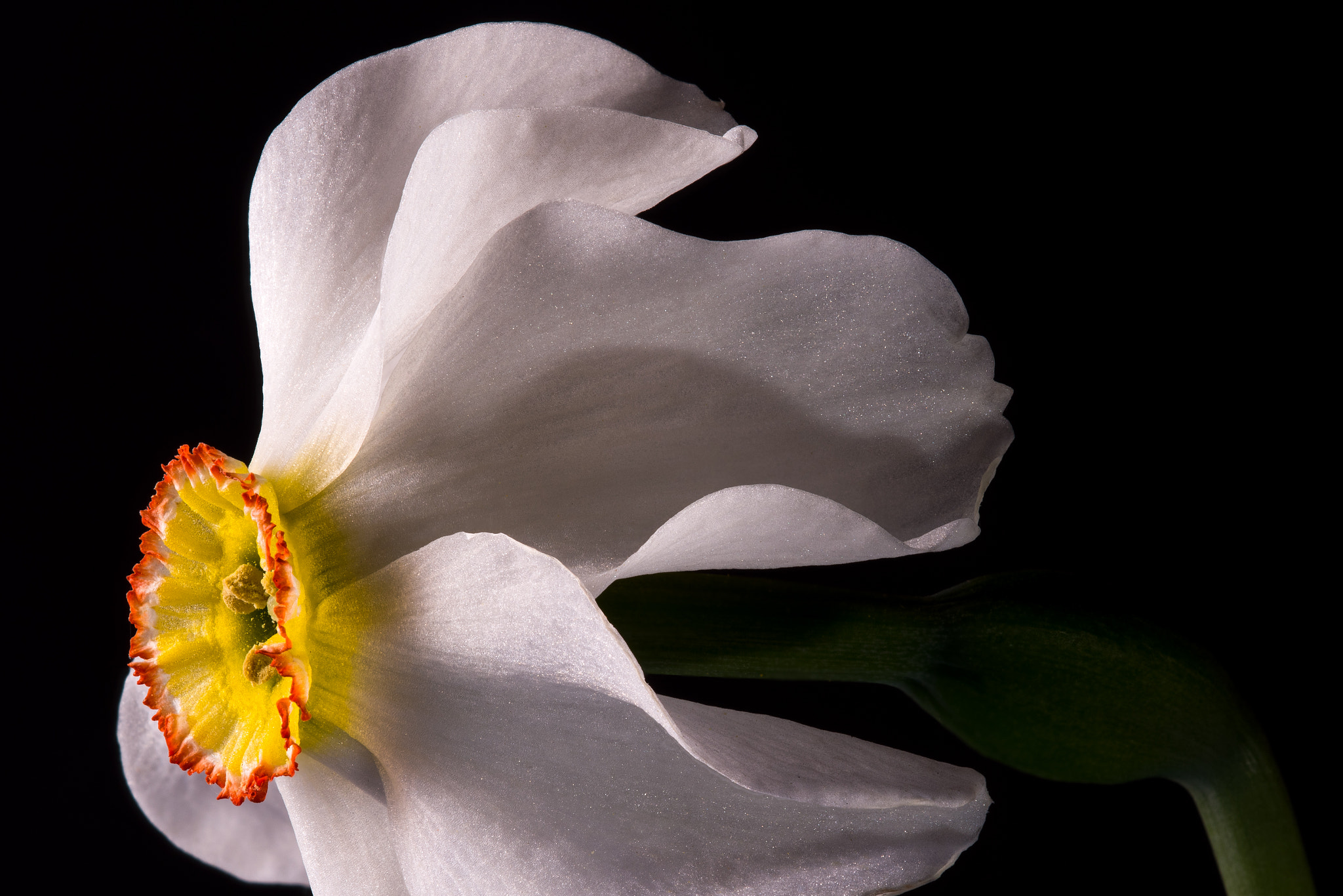 Nikon D810 + Nikon AF Micro-Nikkor 200mm F4D ED-IF sample photo. Swept back photography