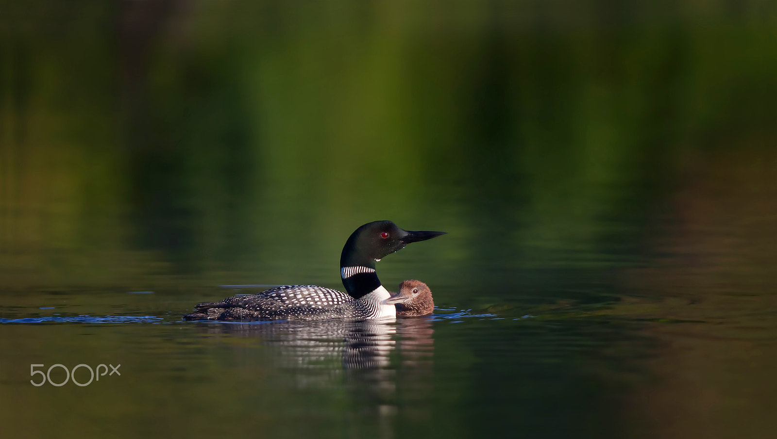 Canon EOS 40D + Canon EF 300mm F2.8L IS USM sample photo. Common loon with chick photography