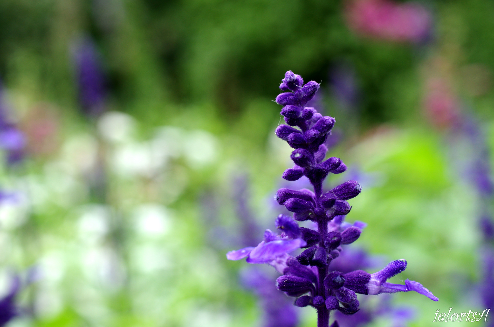 Pentax K-5 sample photo. Flower photography