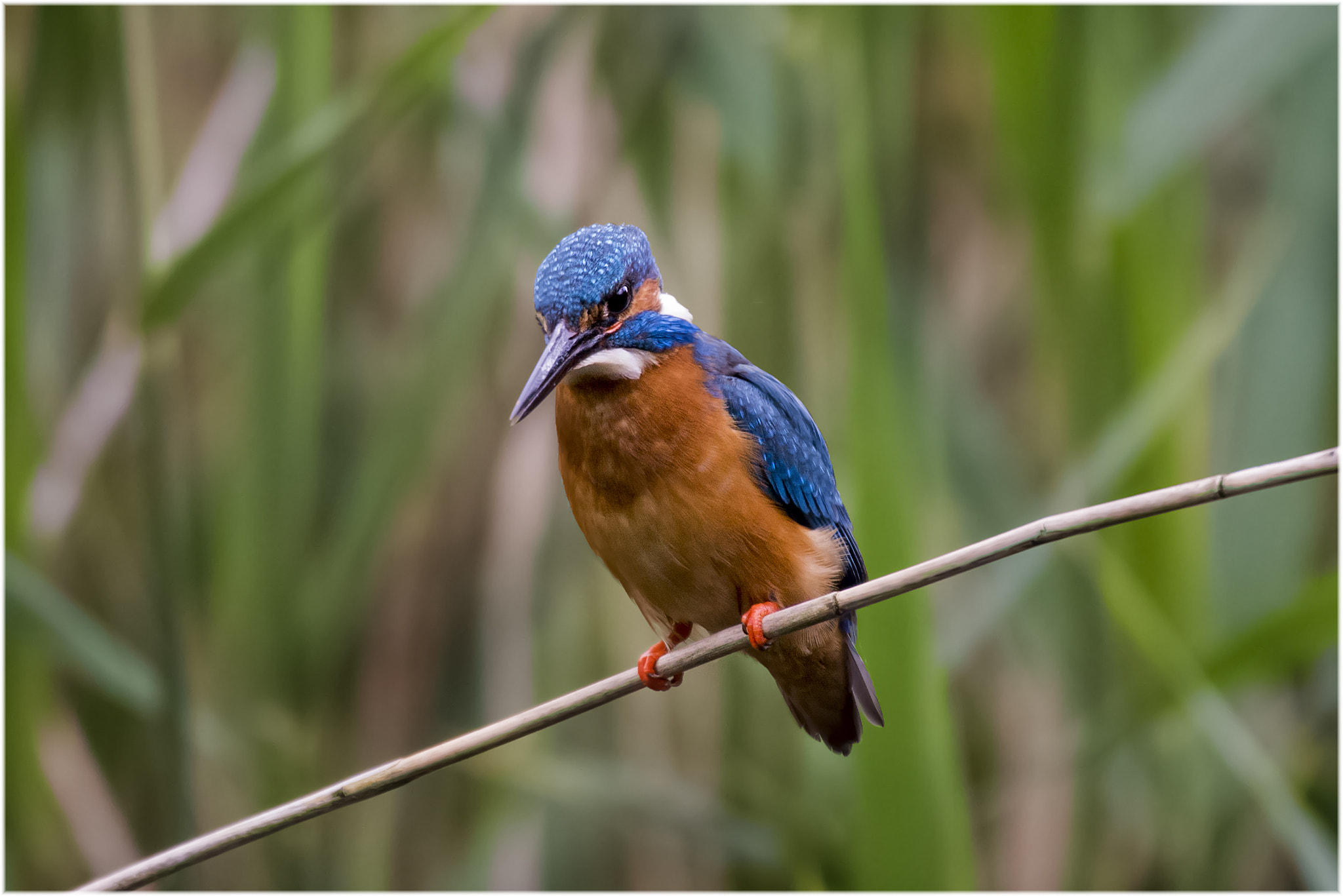 Sigma 50-500mm F4.5-6.3 DG OS HSM sample photo. Ijsvogel in riet photography